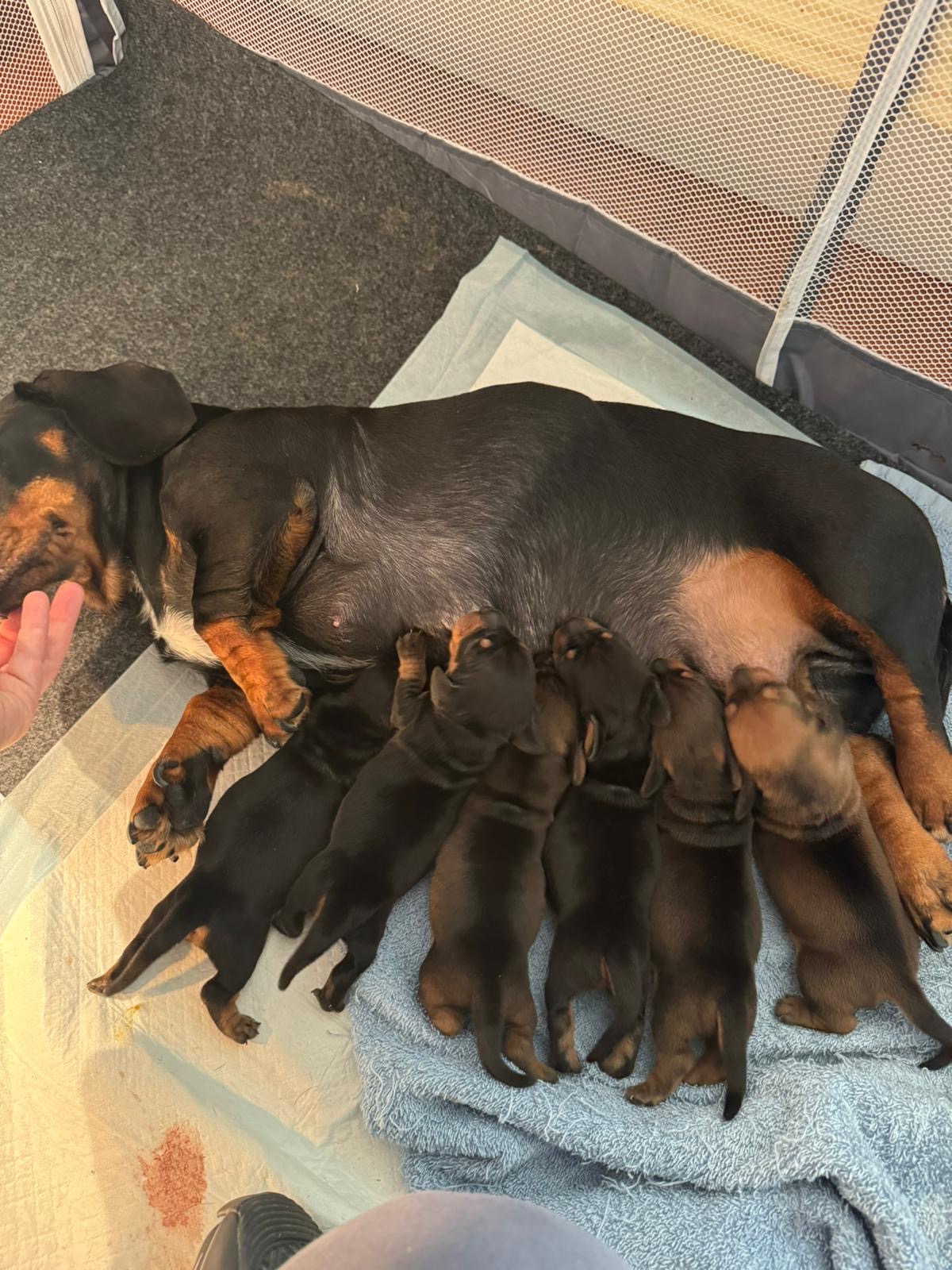 Mini Dachshund Puppies