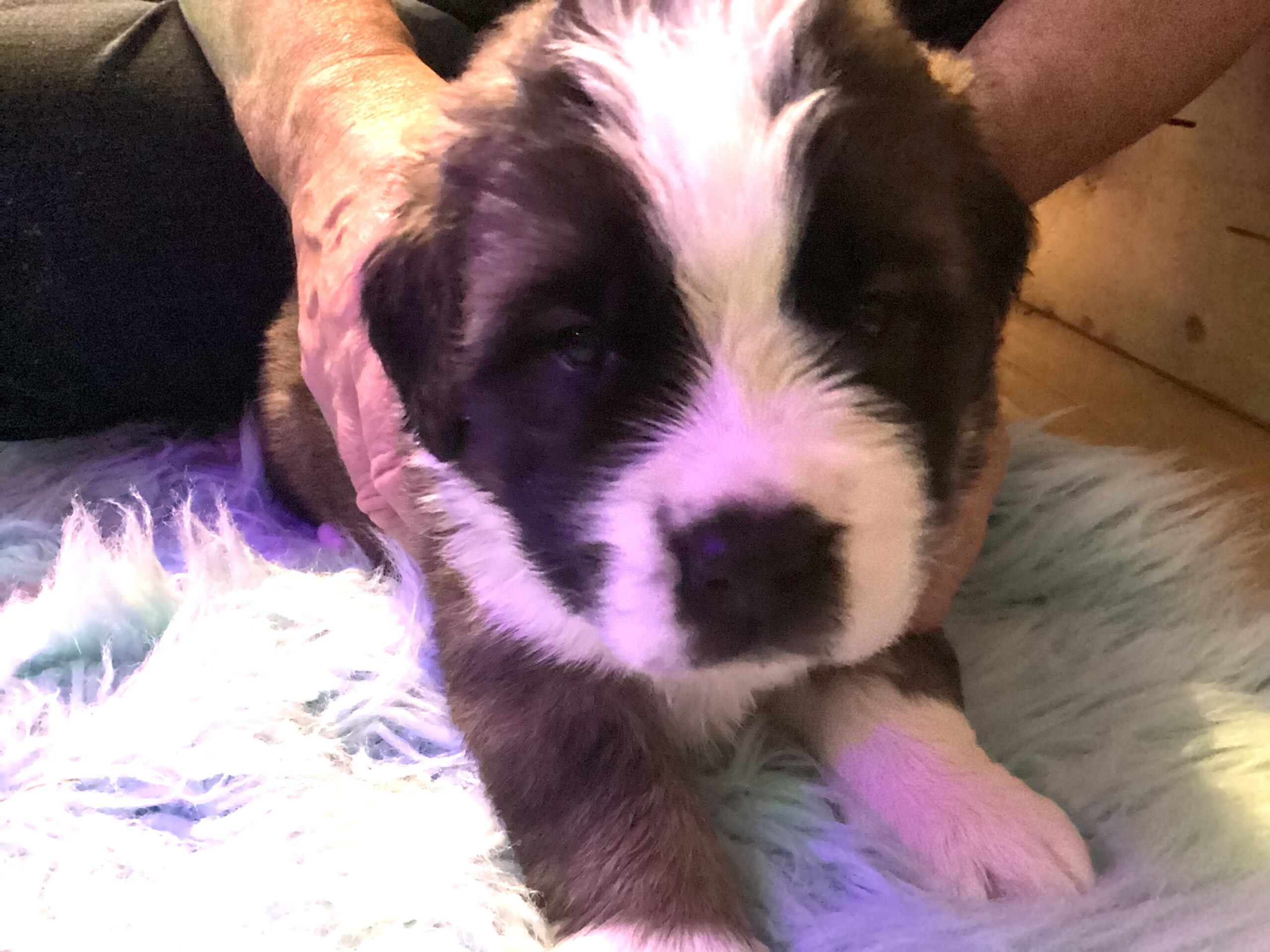 Puppies for sale