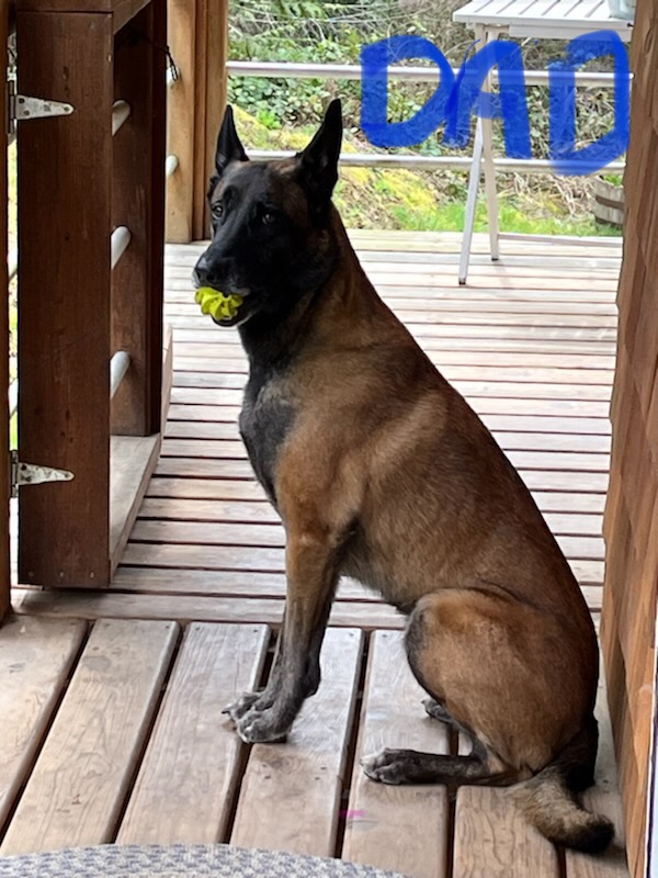 Puppies for sale