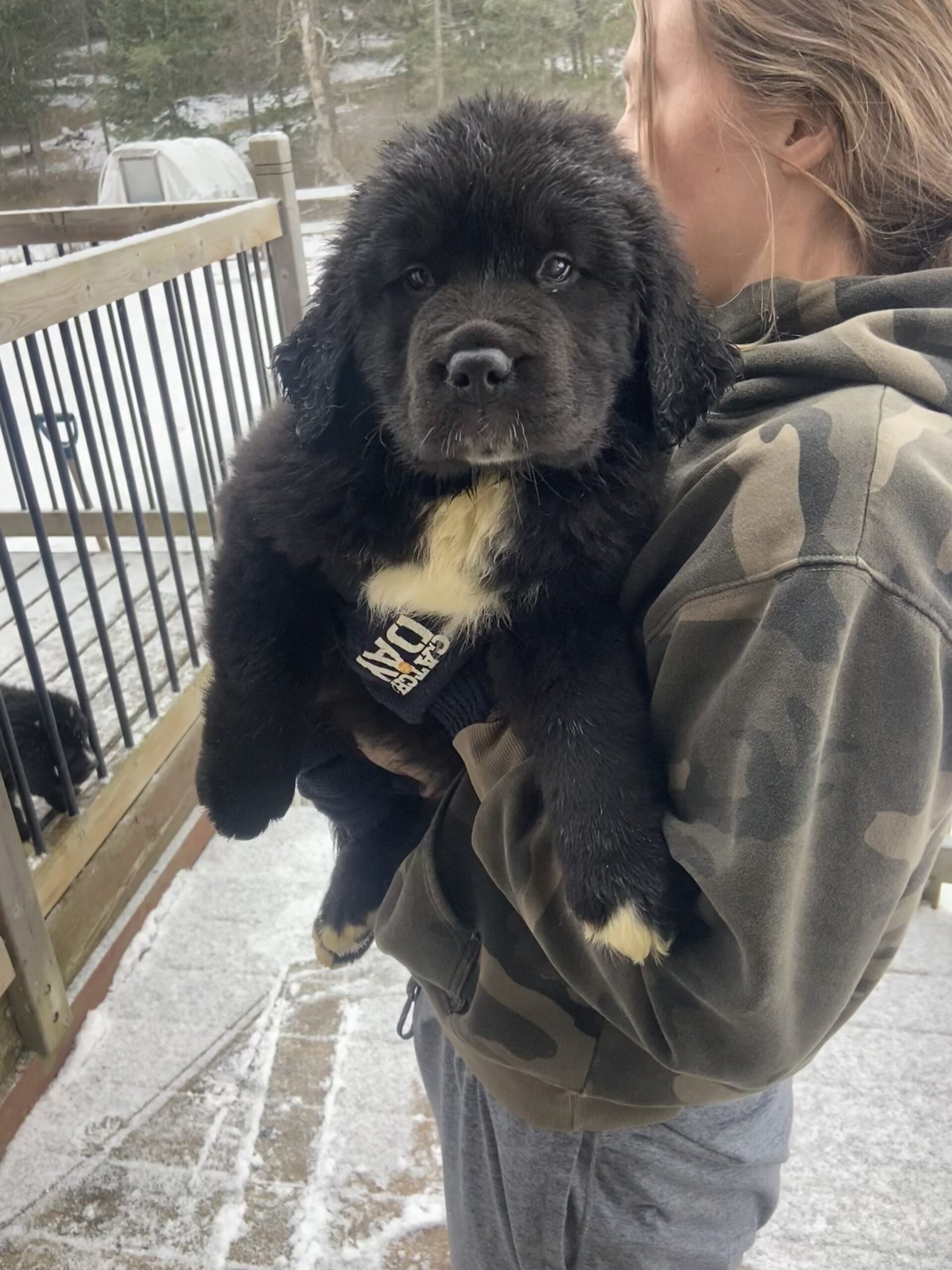 Puppies for sale
