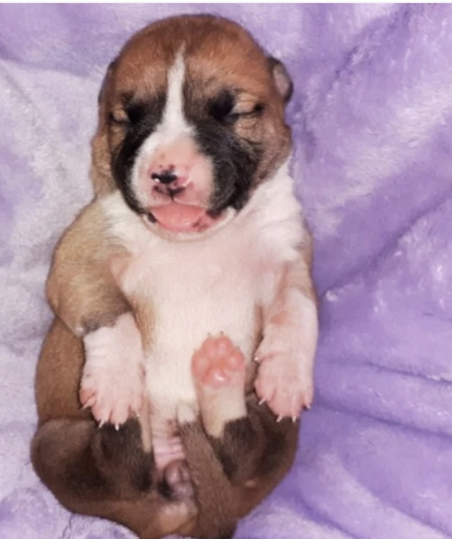 Puppies for sale