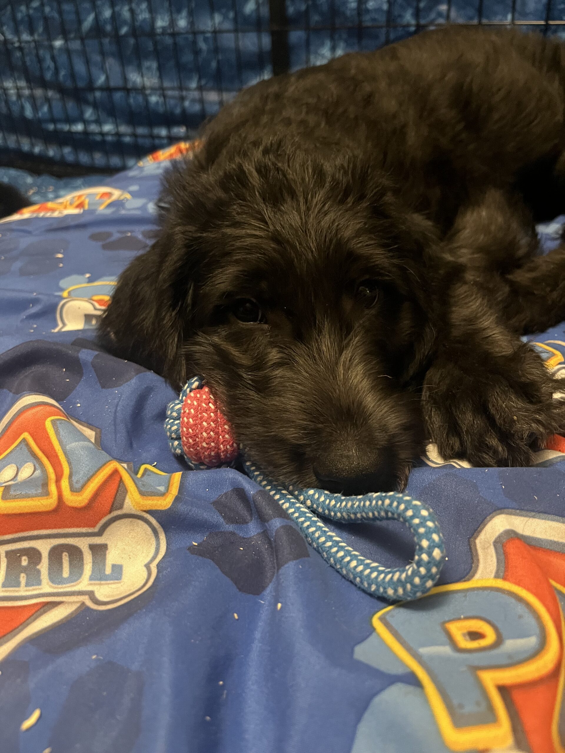 Puppy