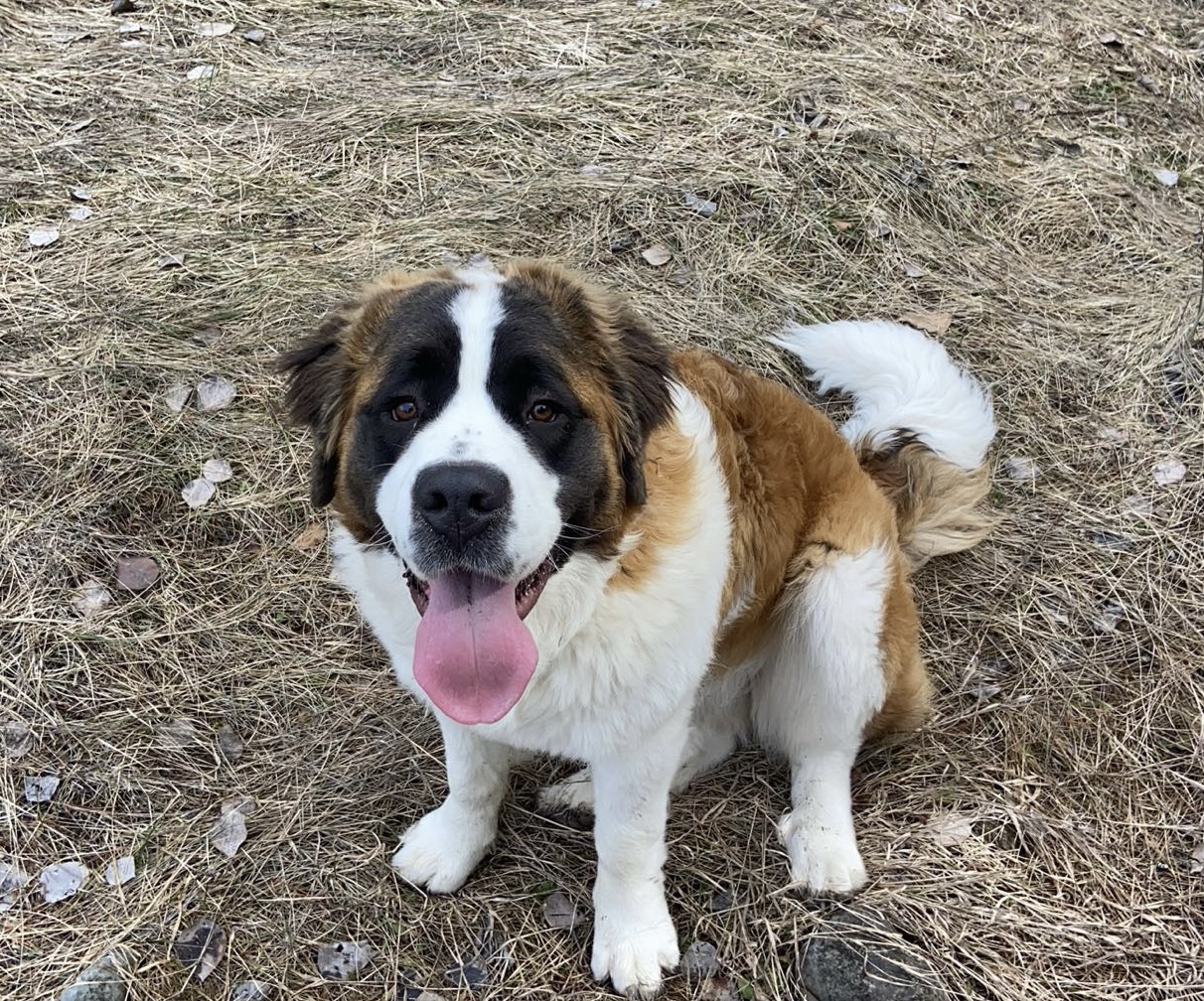 Puppies for sale