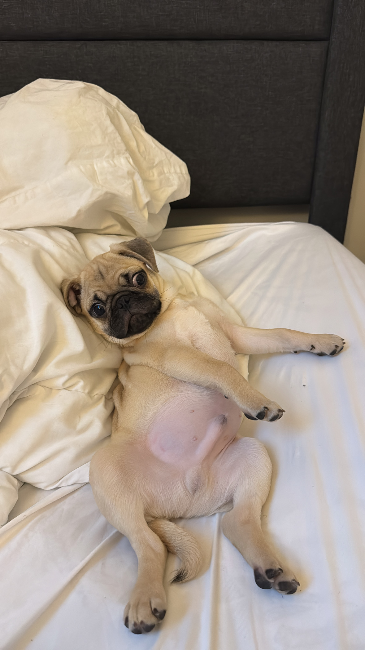 Puppy for sale