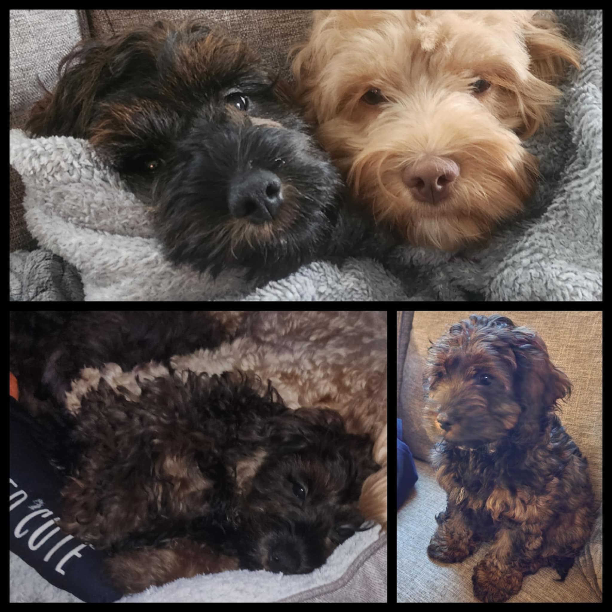Puppies for sale