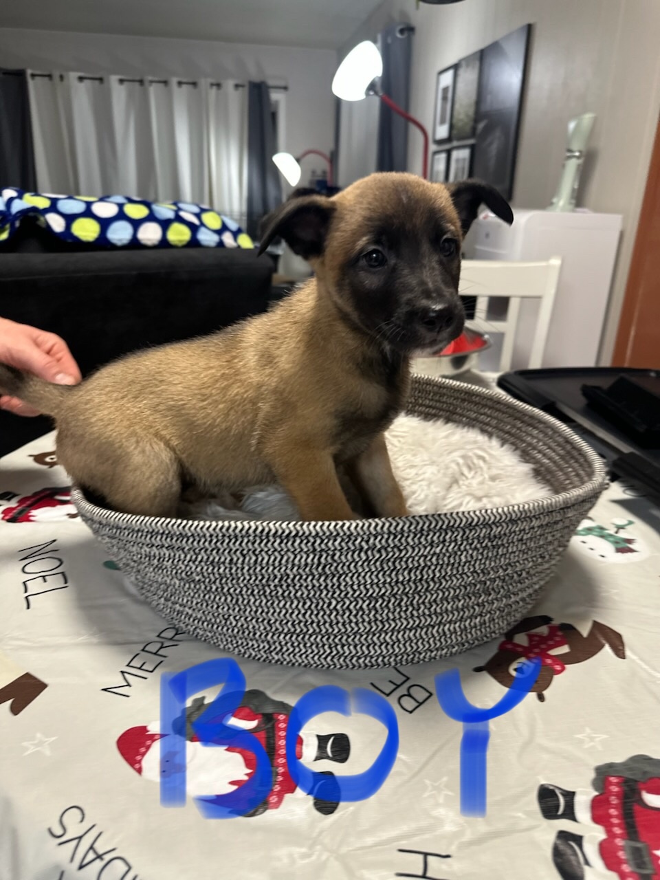 Puppies for sale
