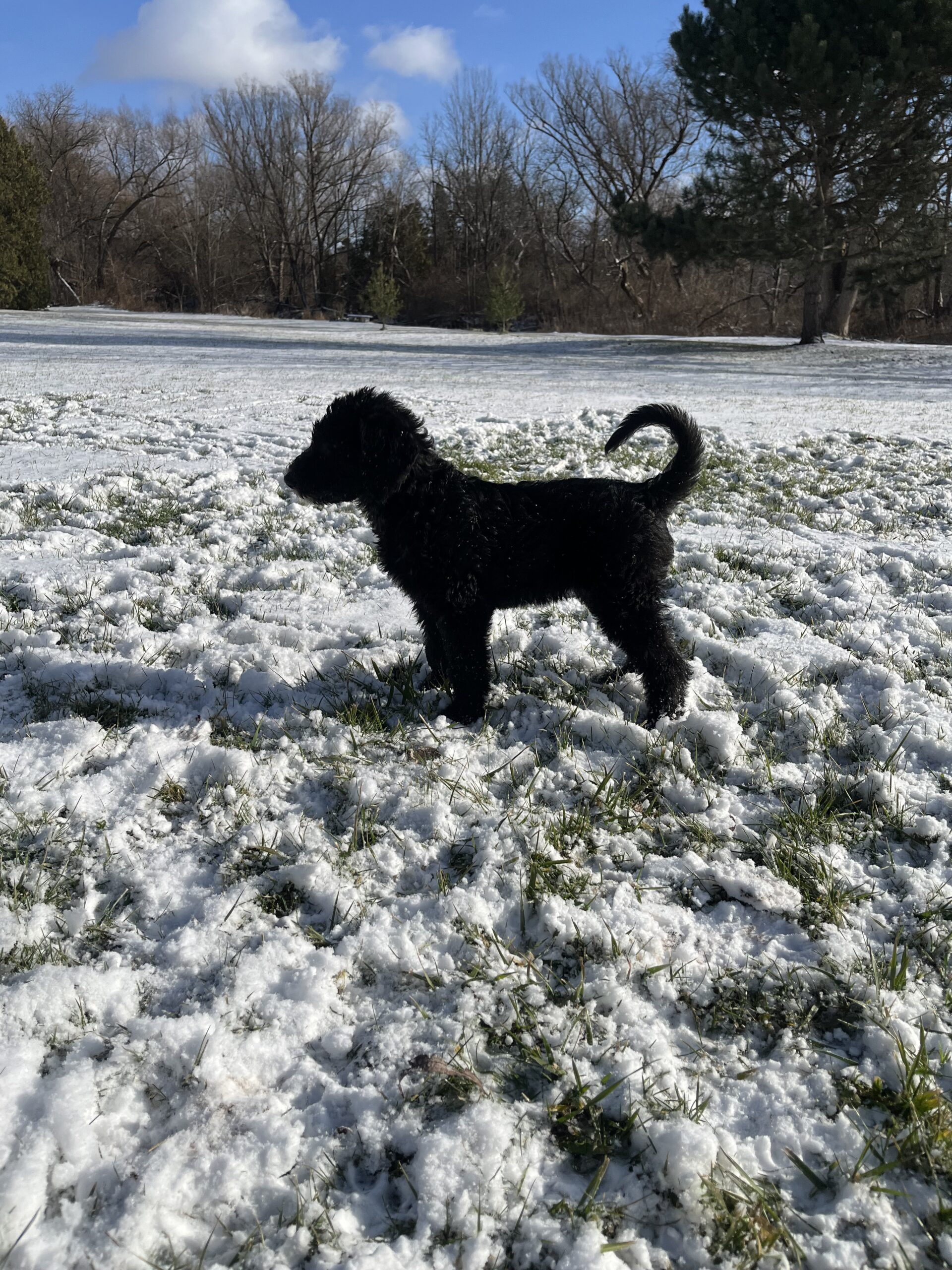 Puppy