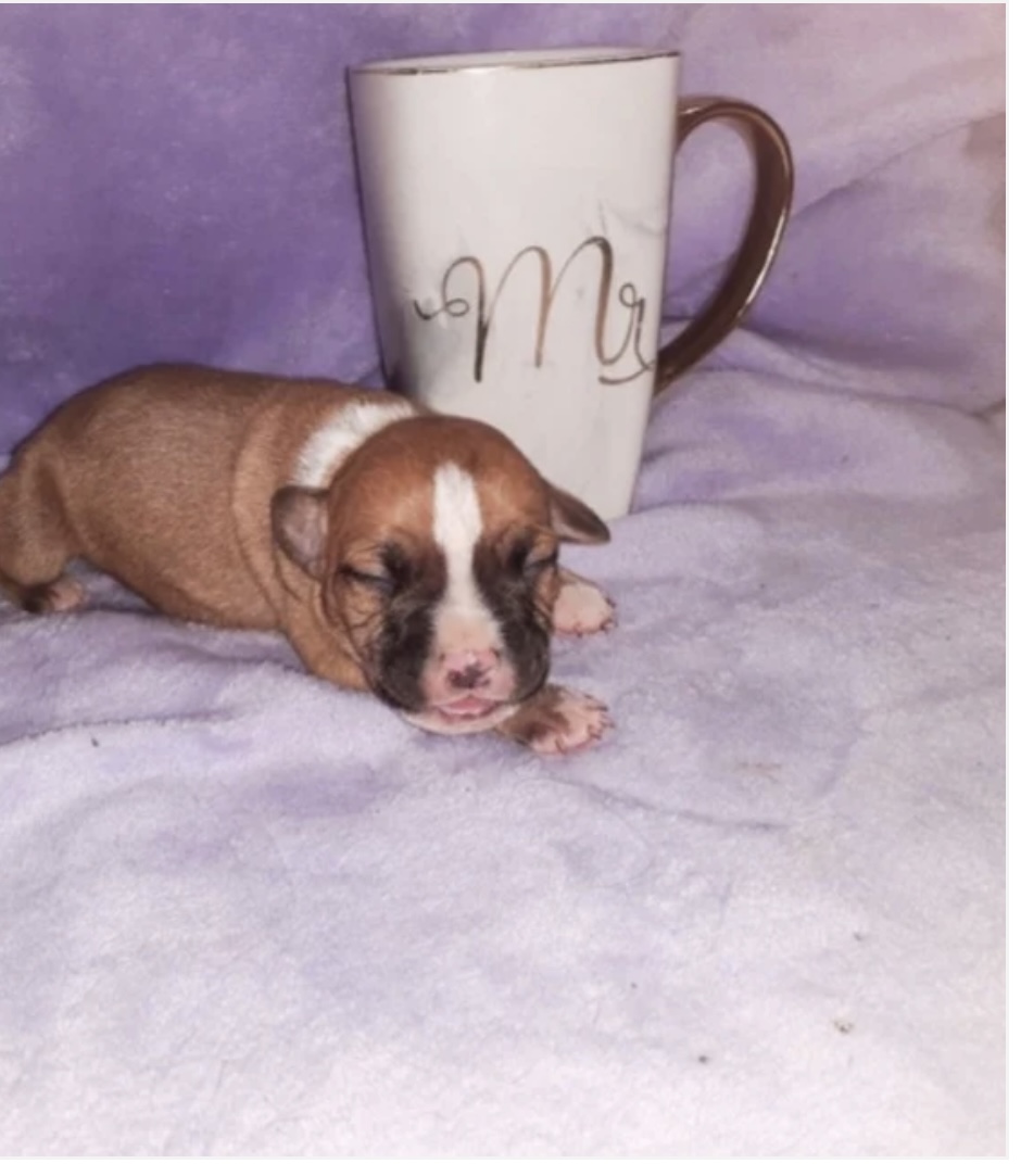 Puppies for sale