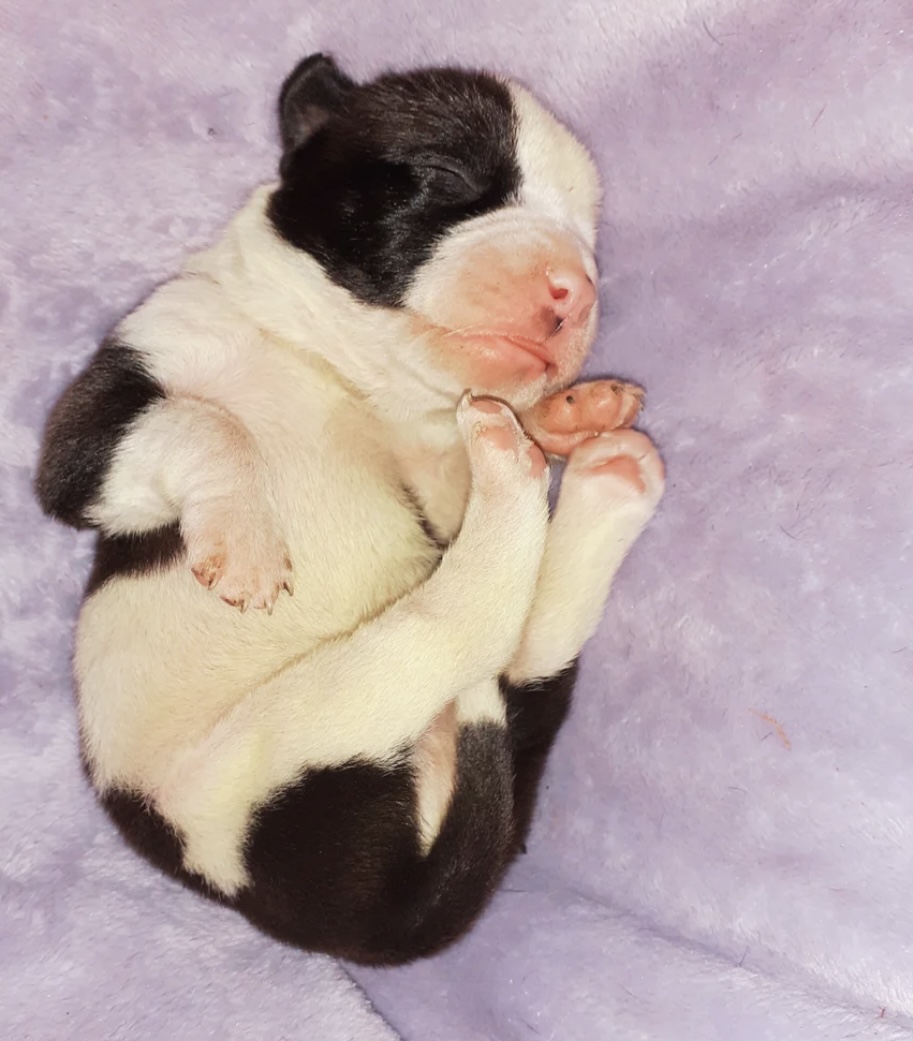 Puppies for sale