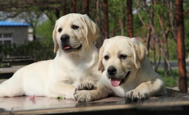 Puppies for sale