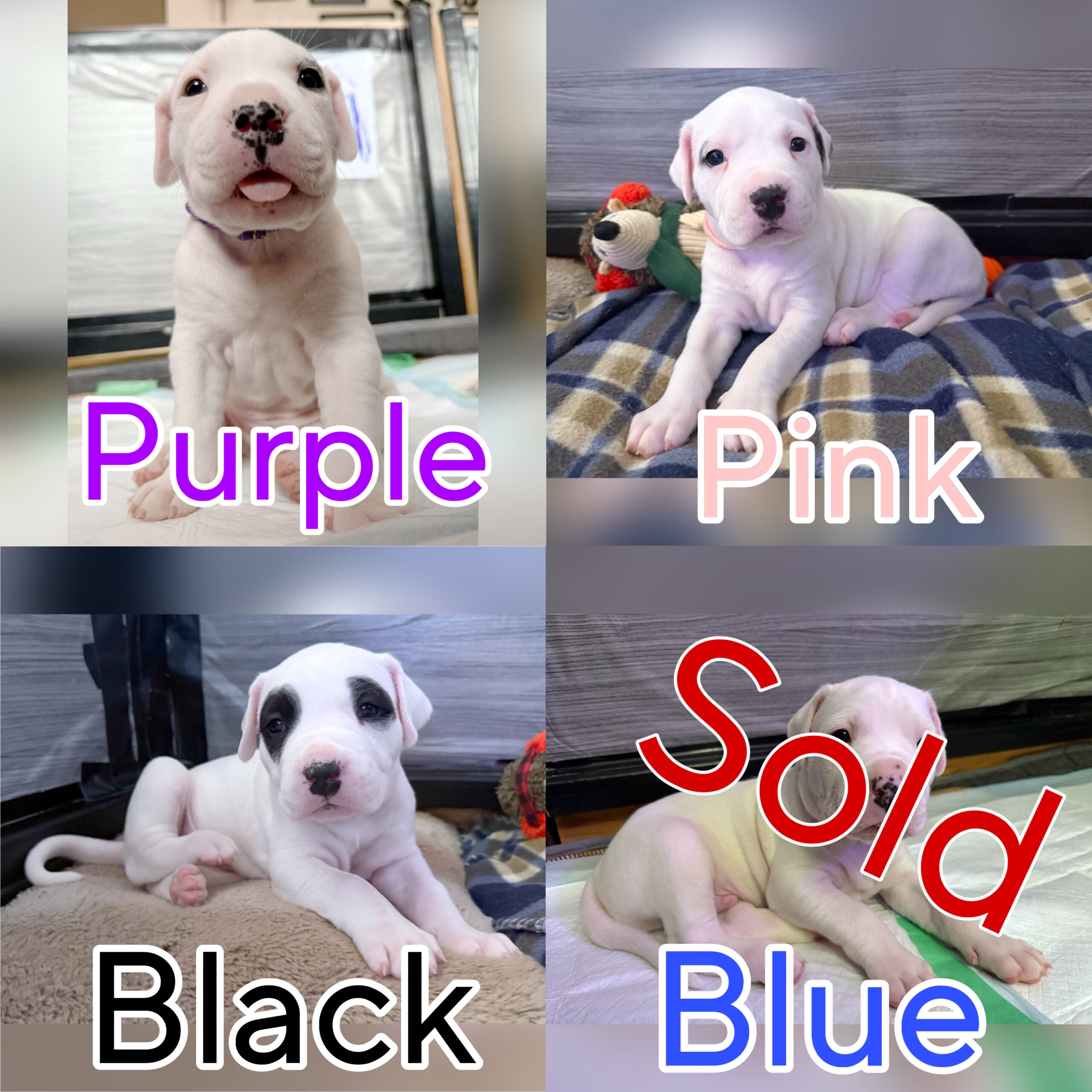 Puppies for sale