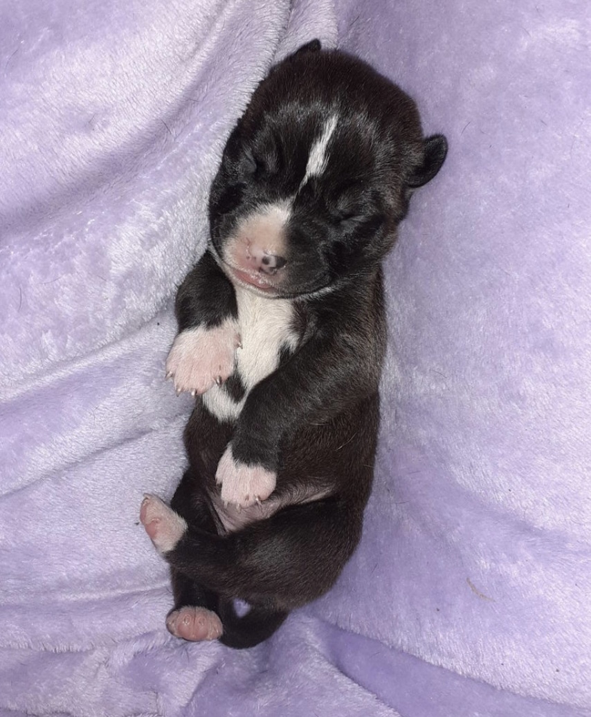 Puppies for sale