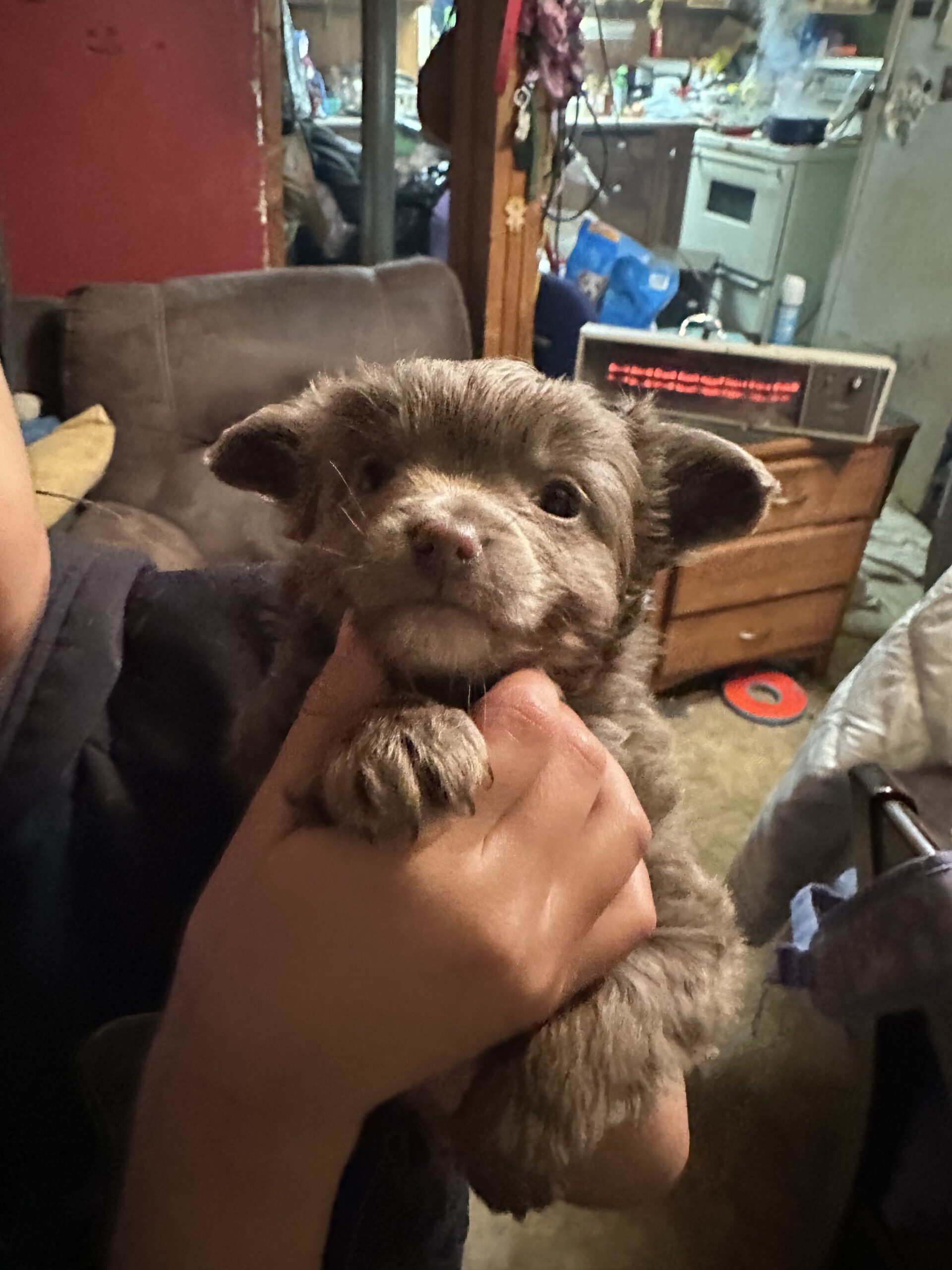Puppies for sale