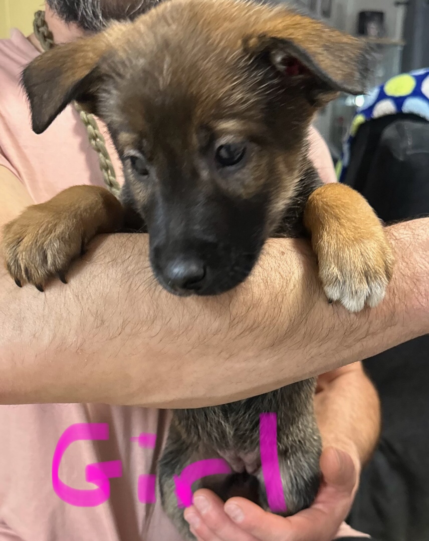 Puppies for sale