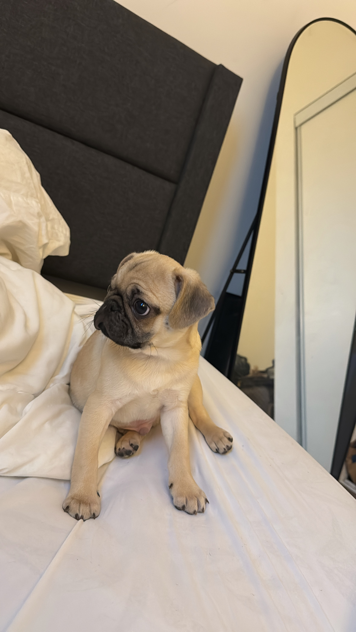 Puppy  for sale