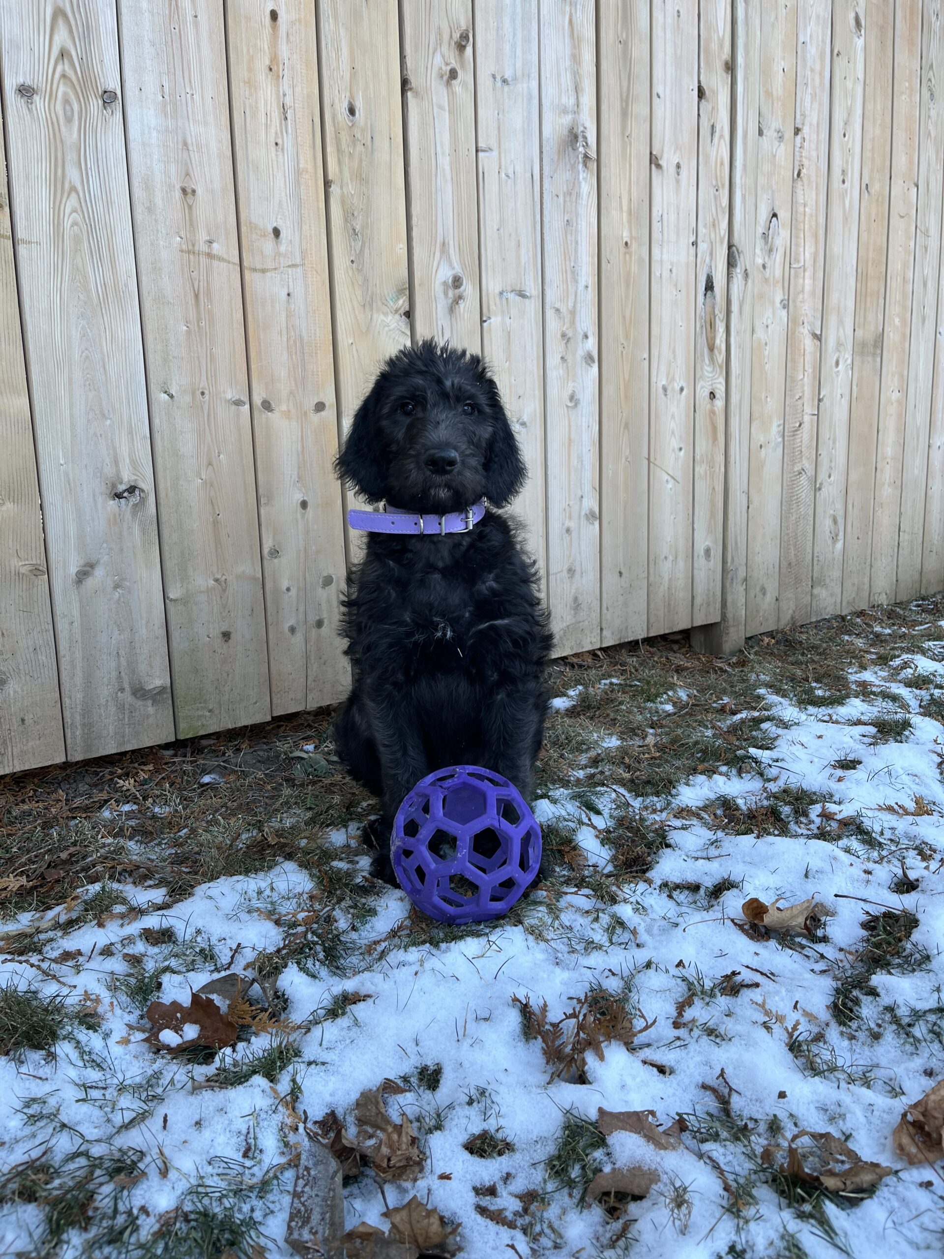 Puppy