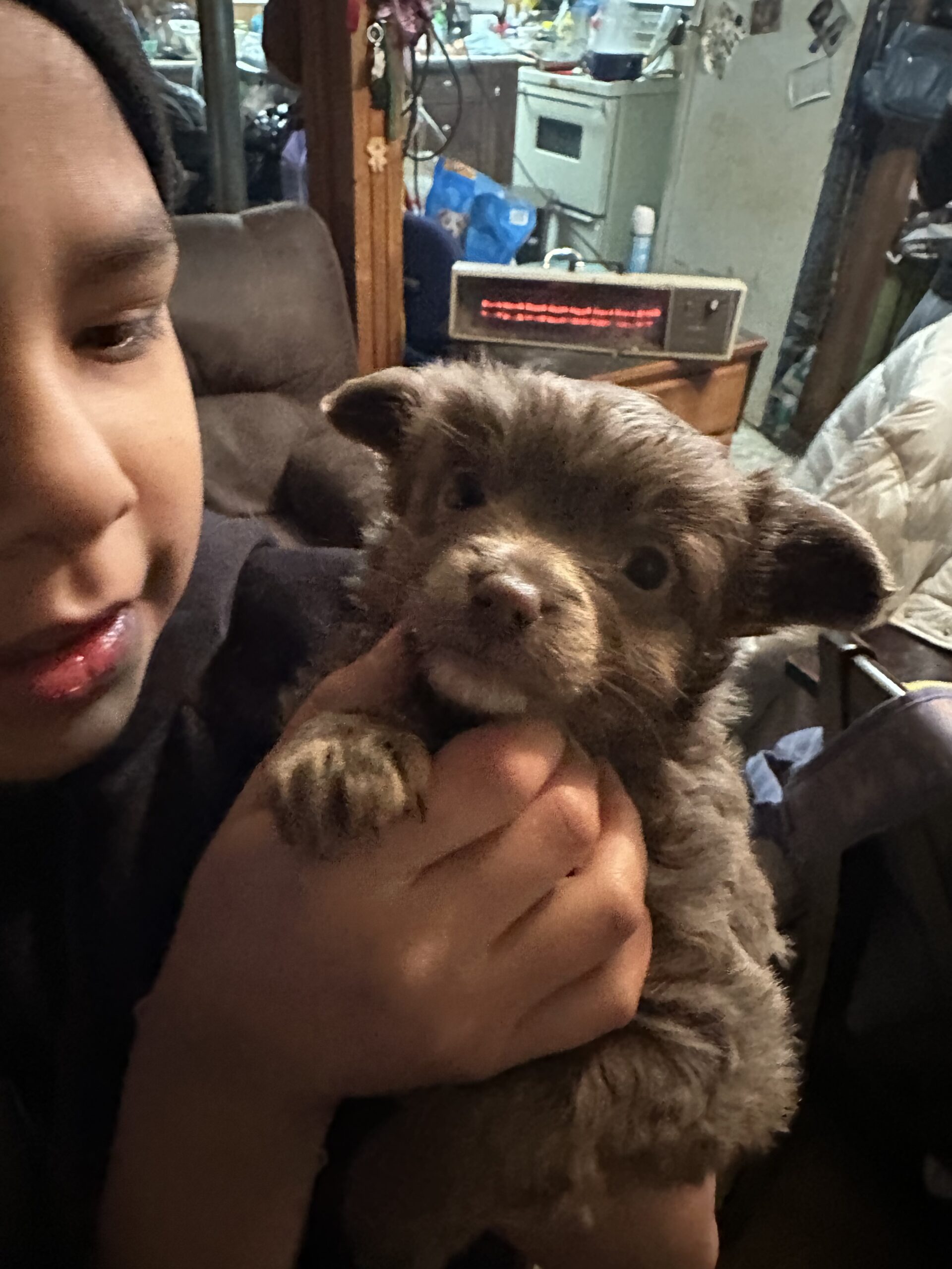 Puppies for sale