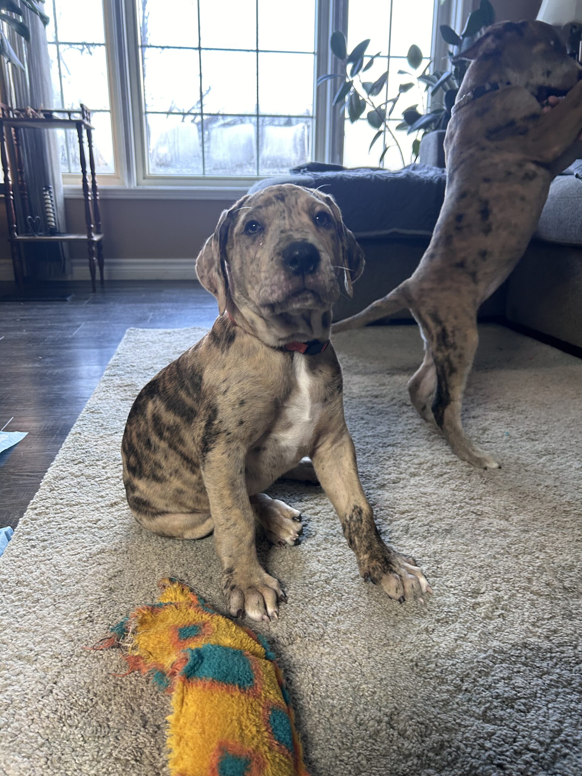 Puppies for sale