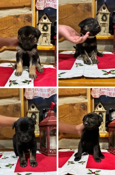 German Shepherd Labrador mix puppies for sale
