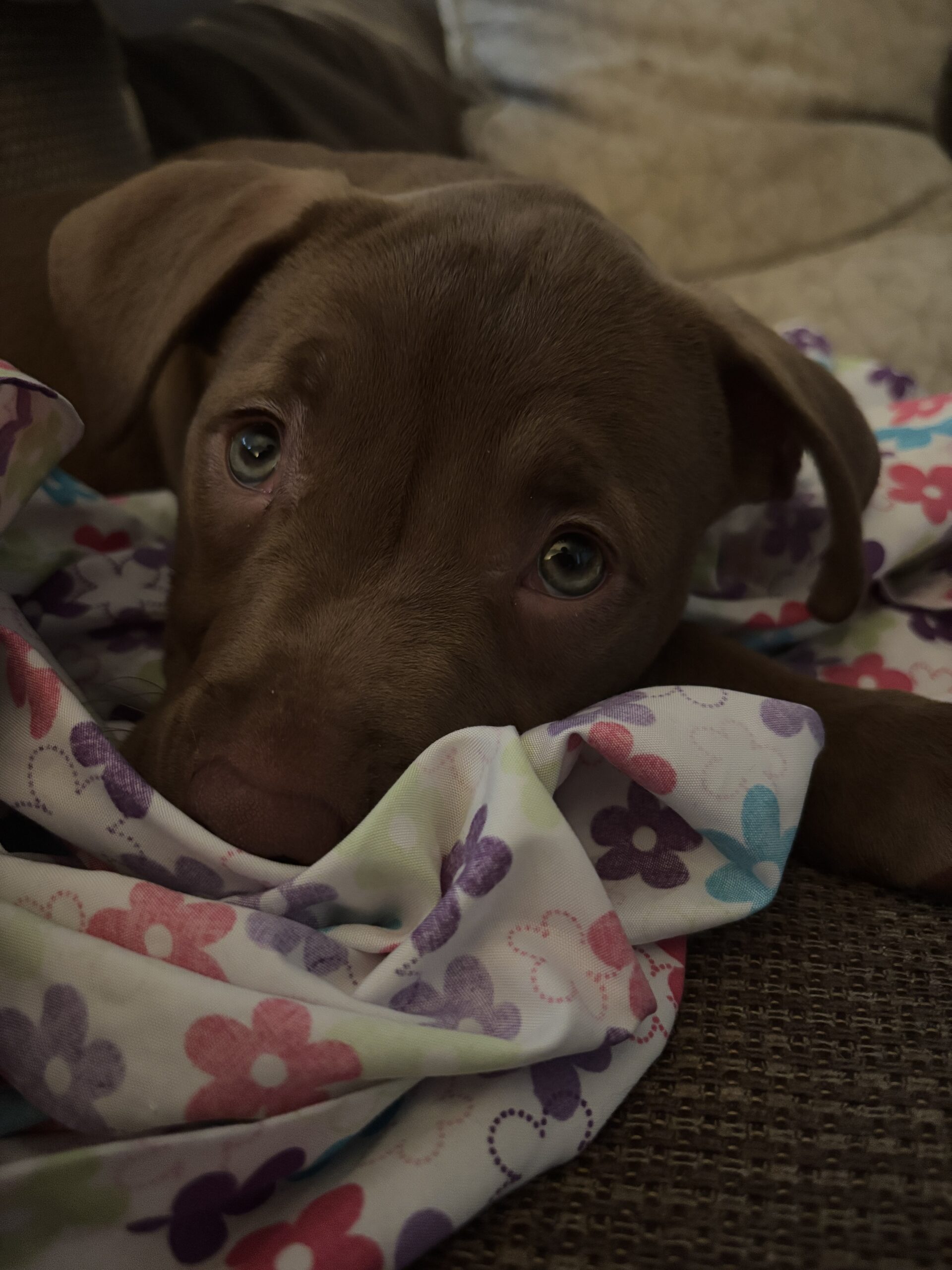 Puppy for sale
