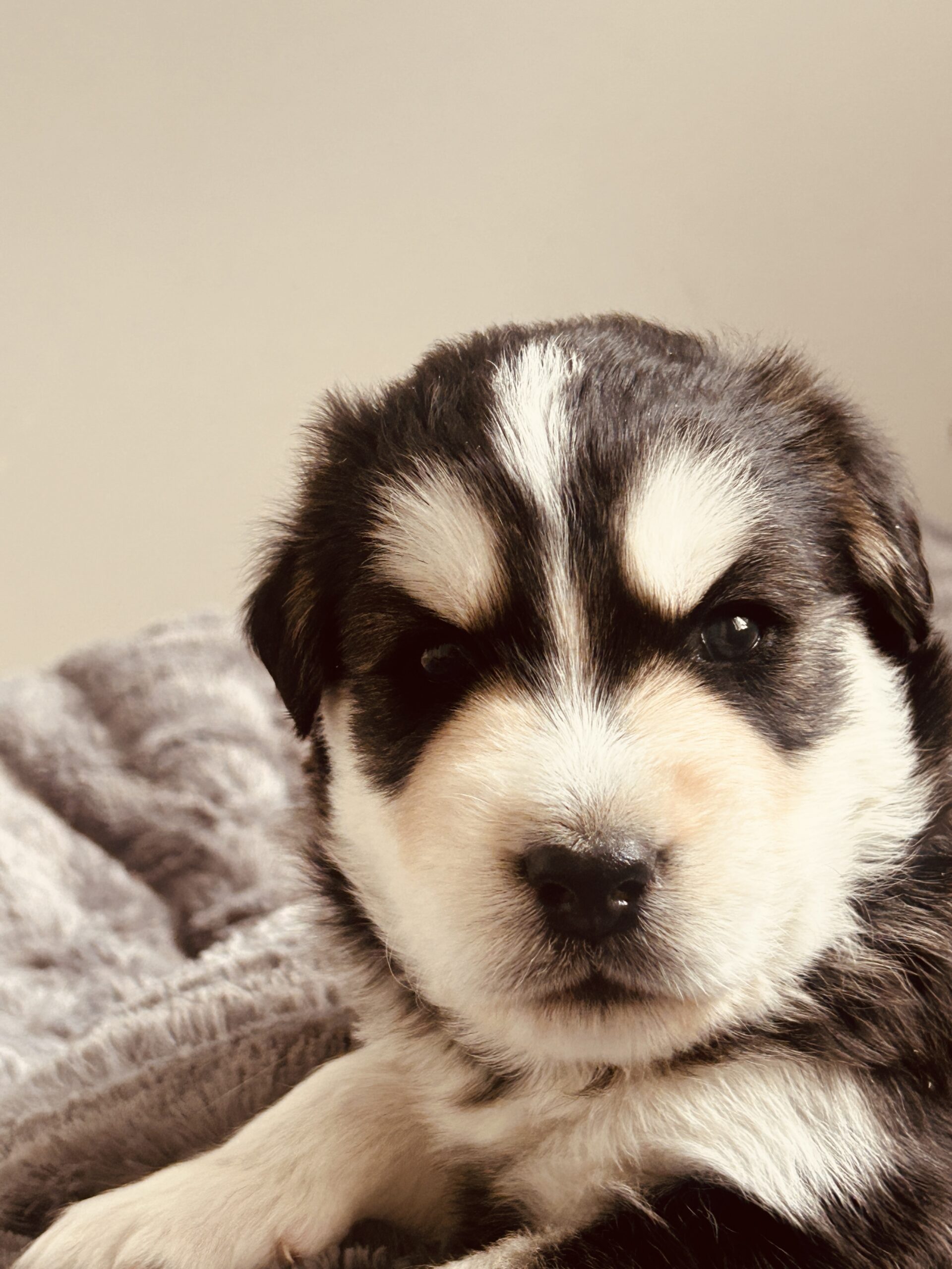 Puppies for sale