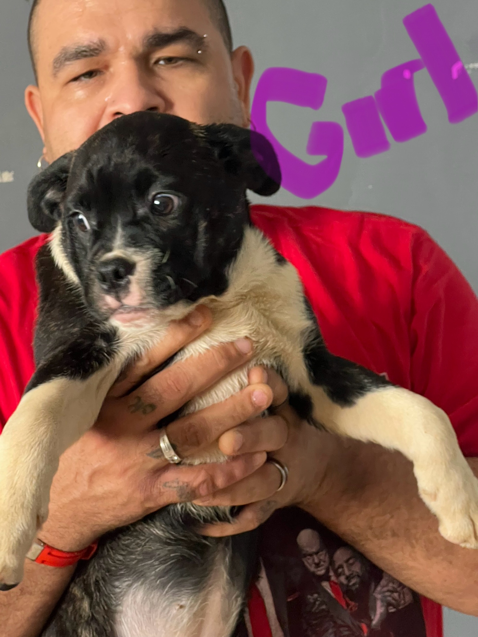 Puppies for sale