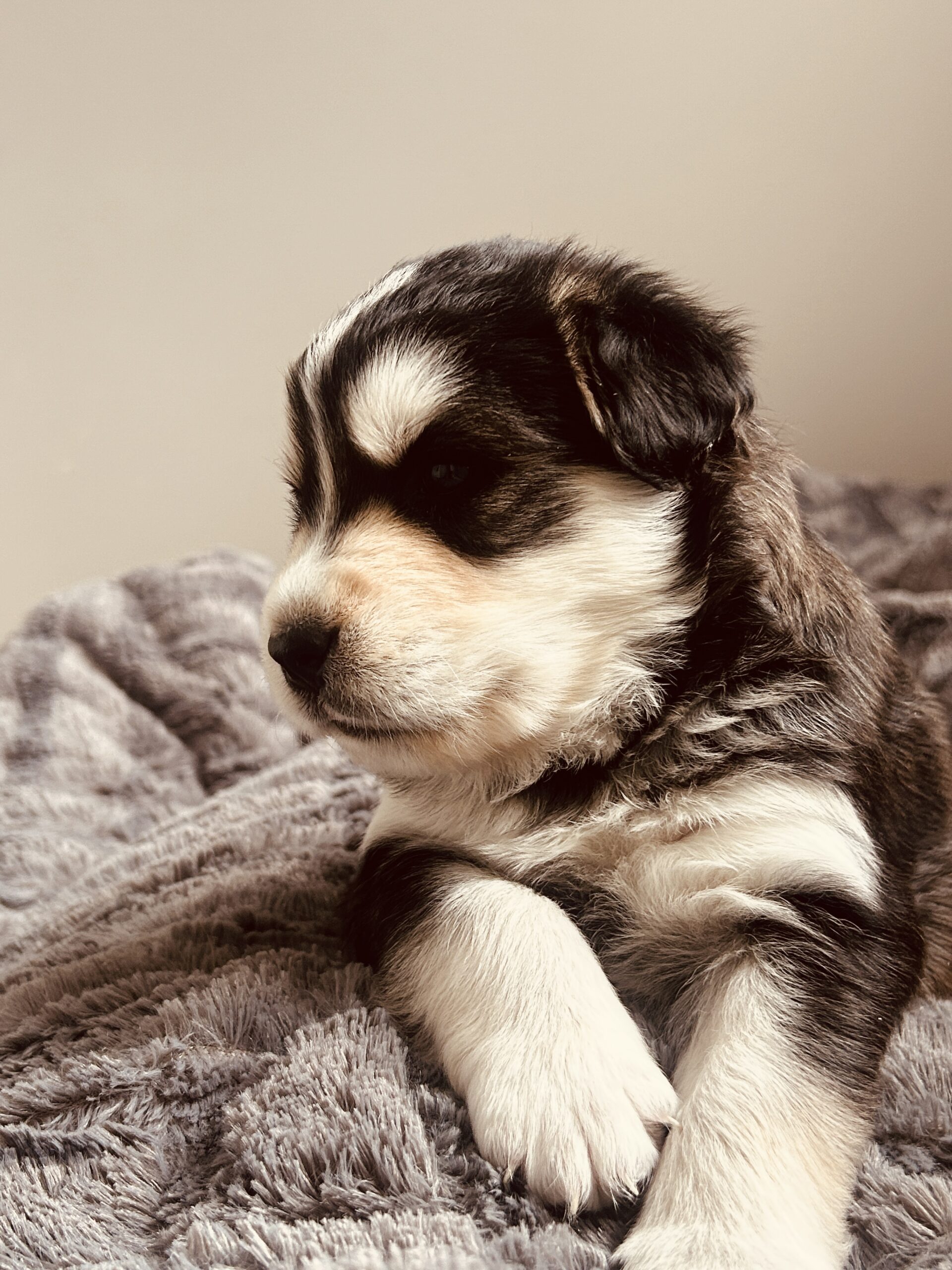 Puppies for sale