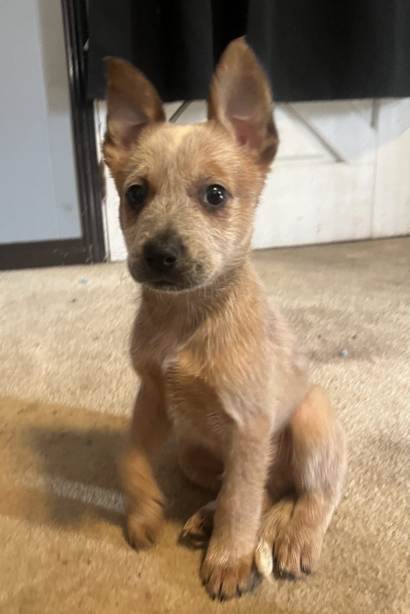 Heeler Puppy for sale