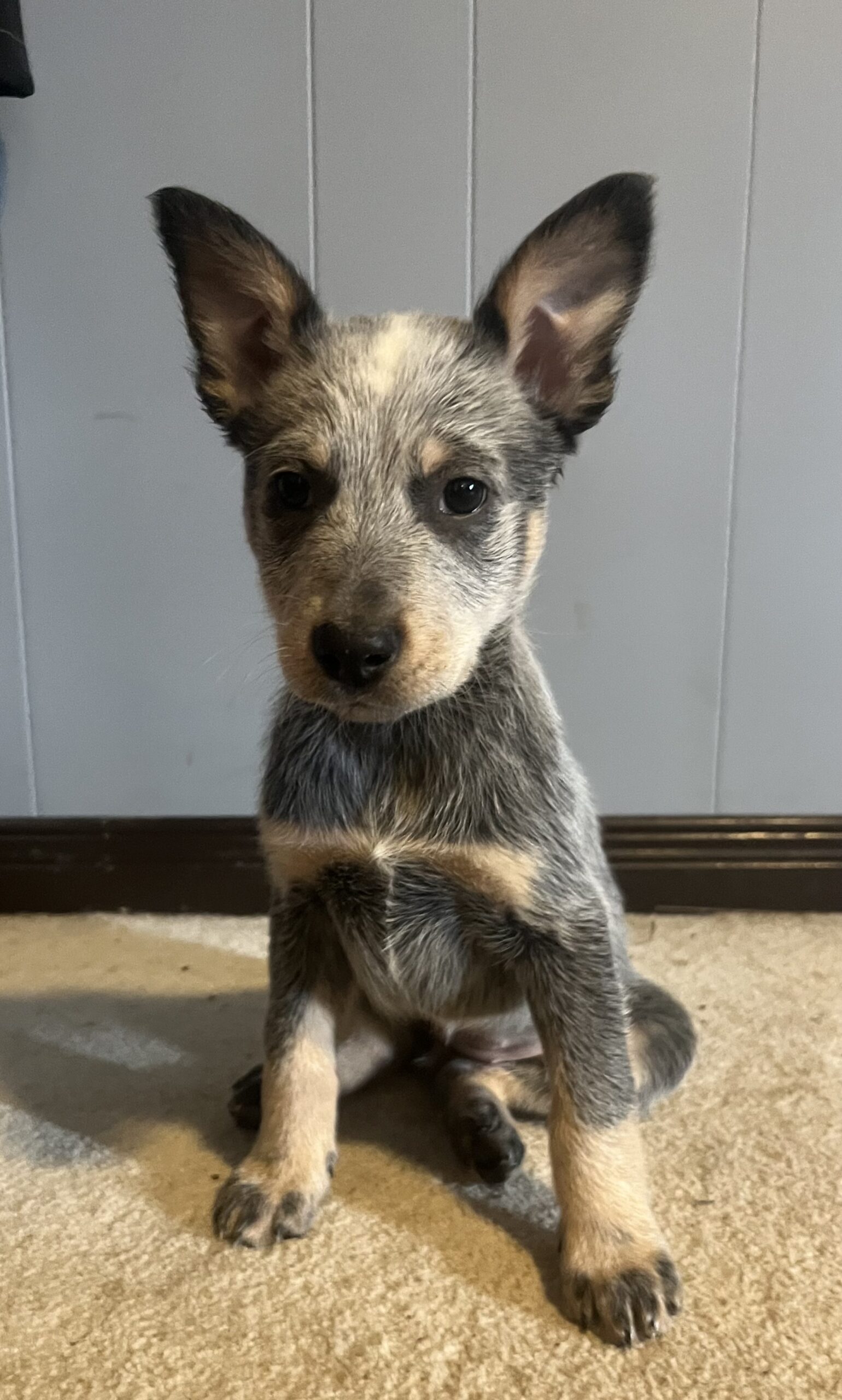 Heeler Puppy for sale