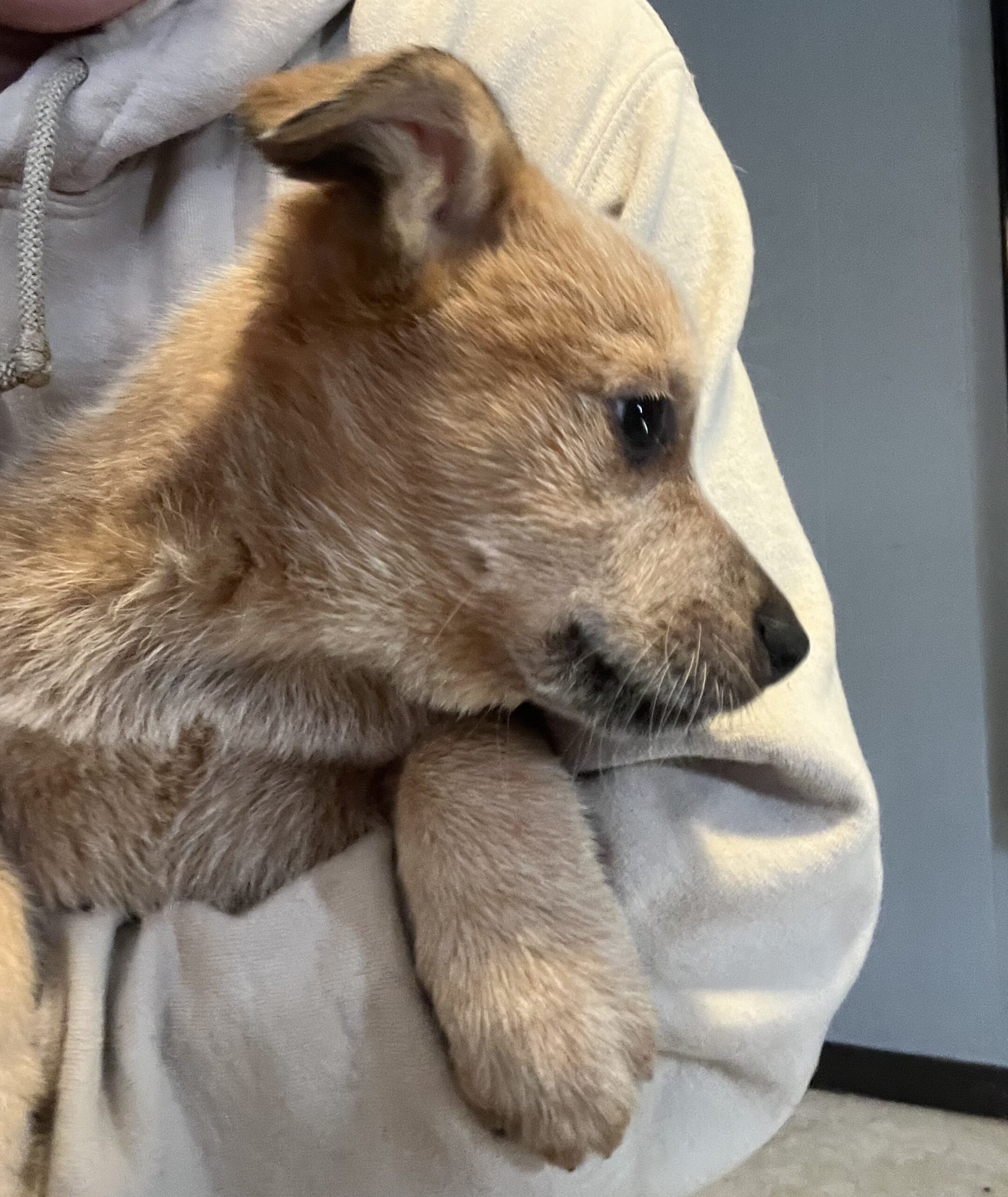 Heeler Puppy for sale