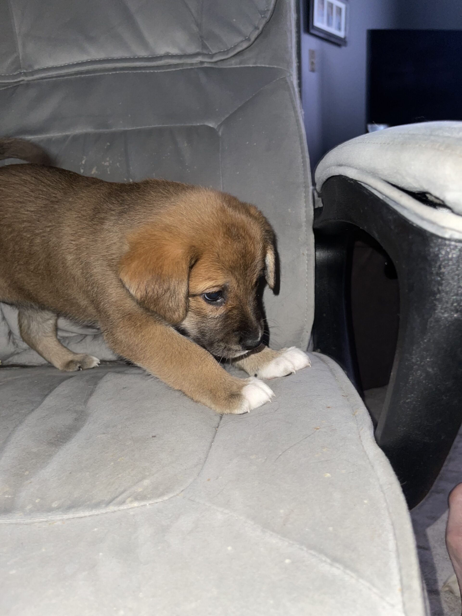 Puppies for sale