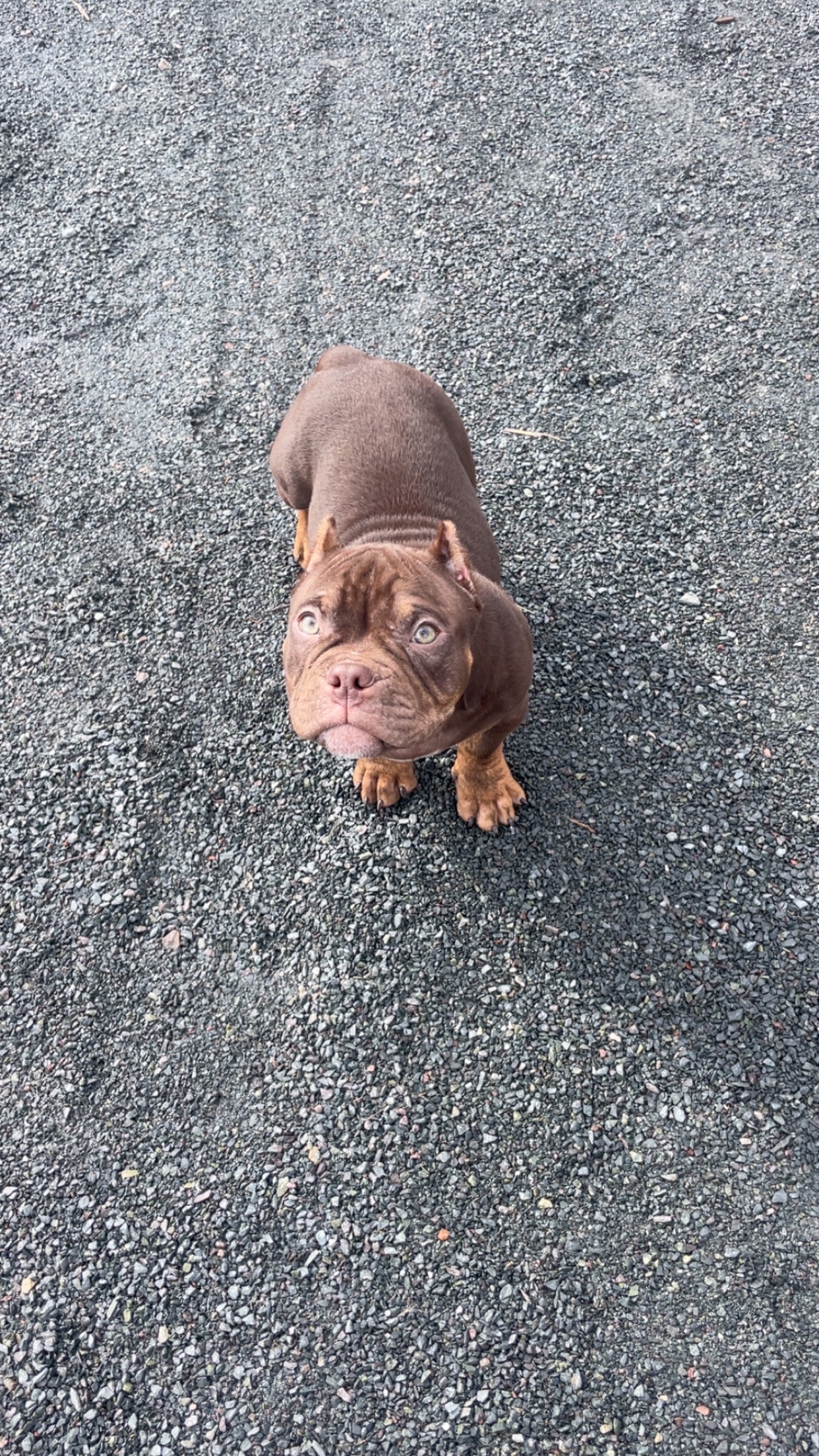 Puppies for sale