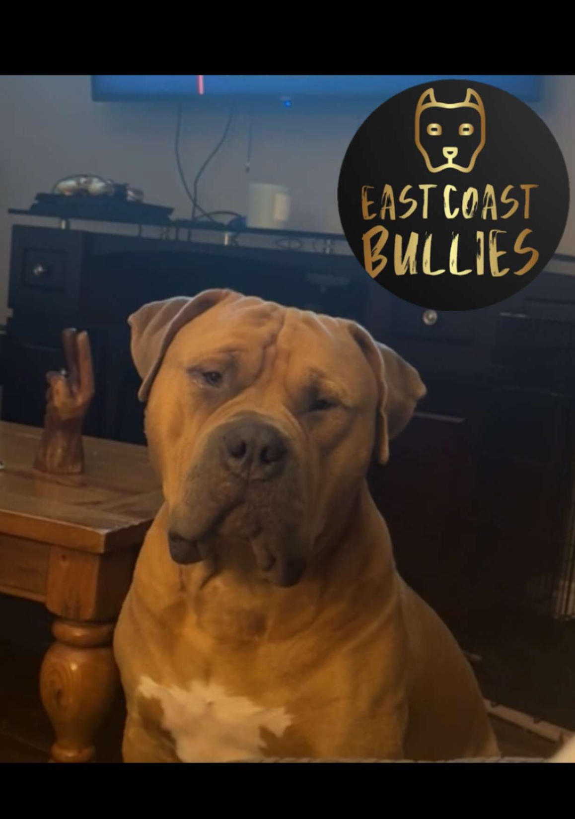 Puppies for sale