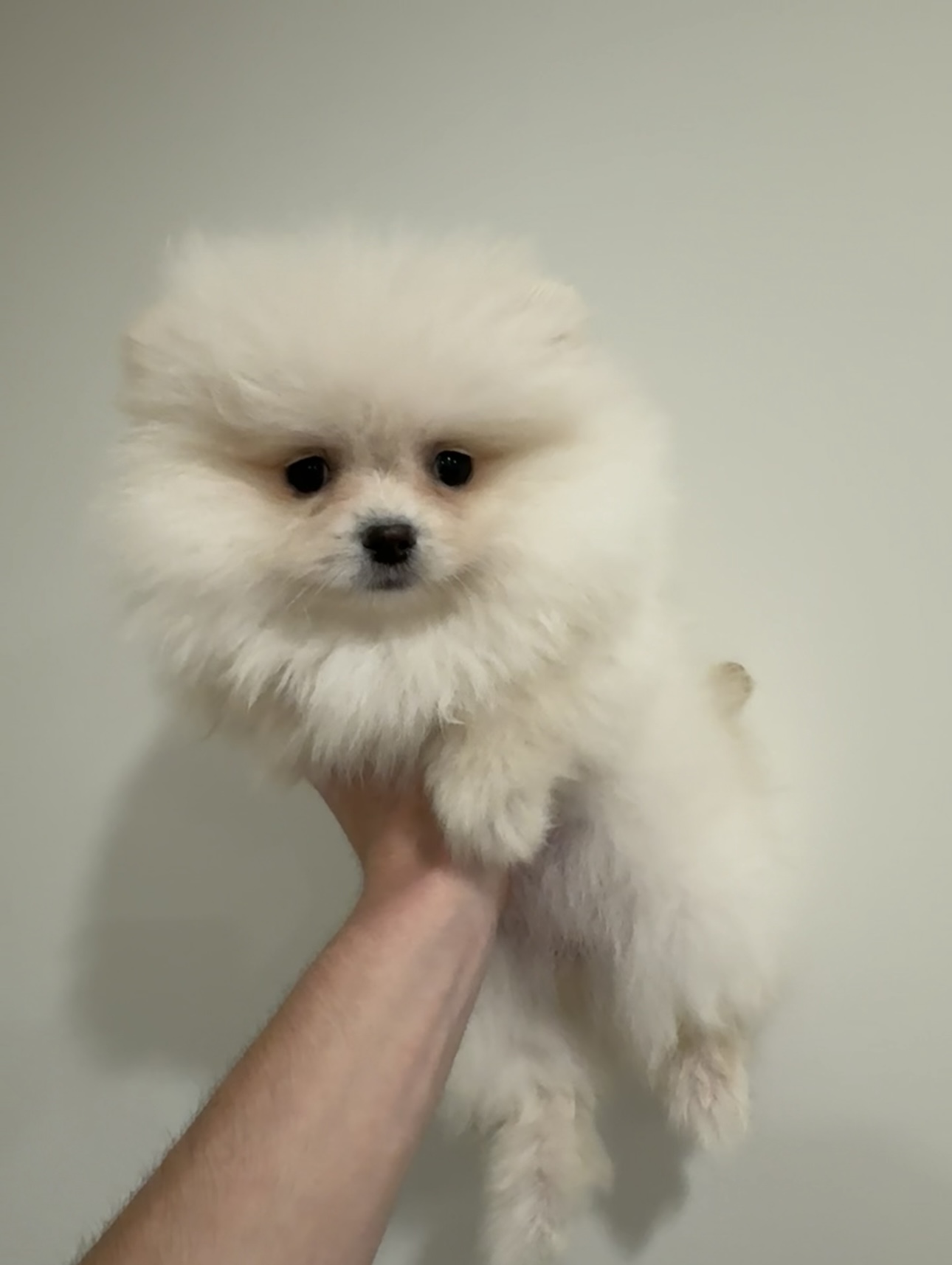 Pomeranian Puppy for sale