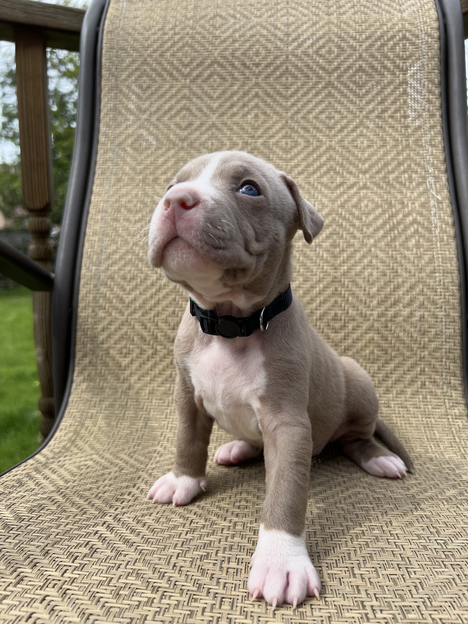 Puppies for sale