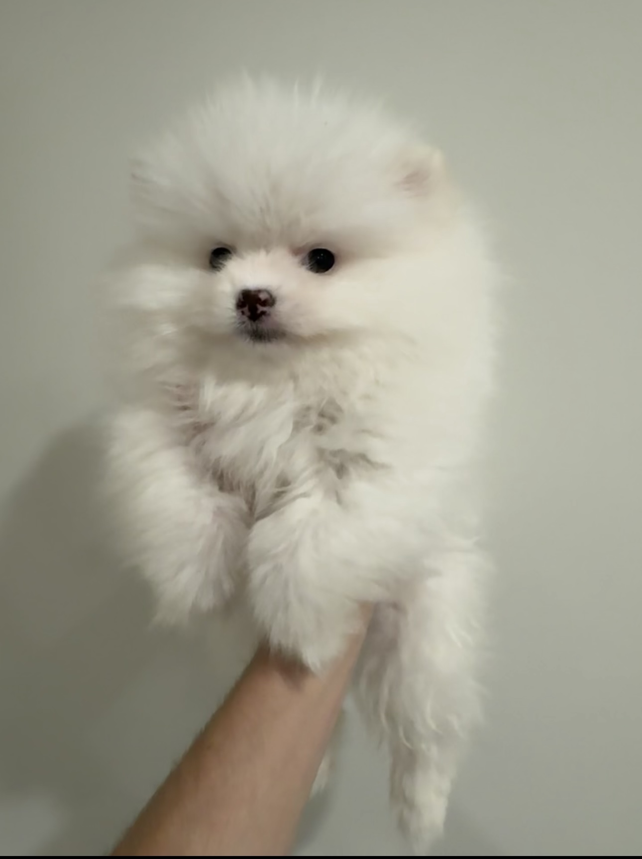 Pomeranian Puppy for sale