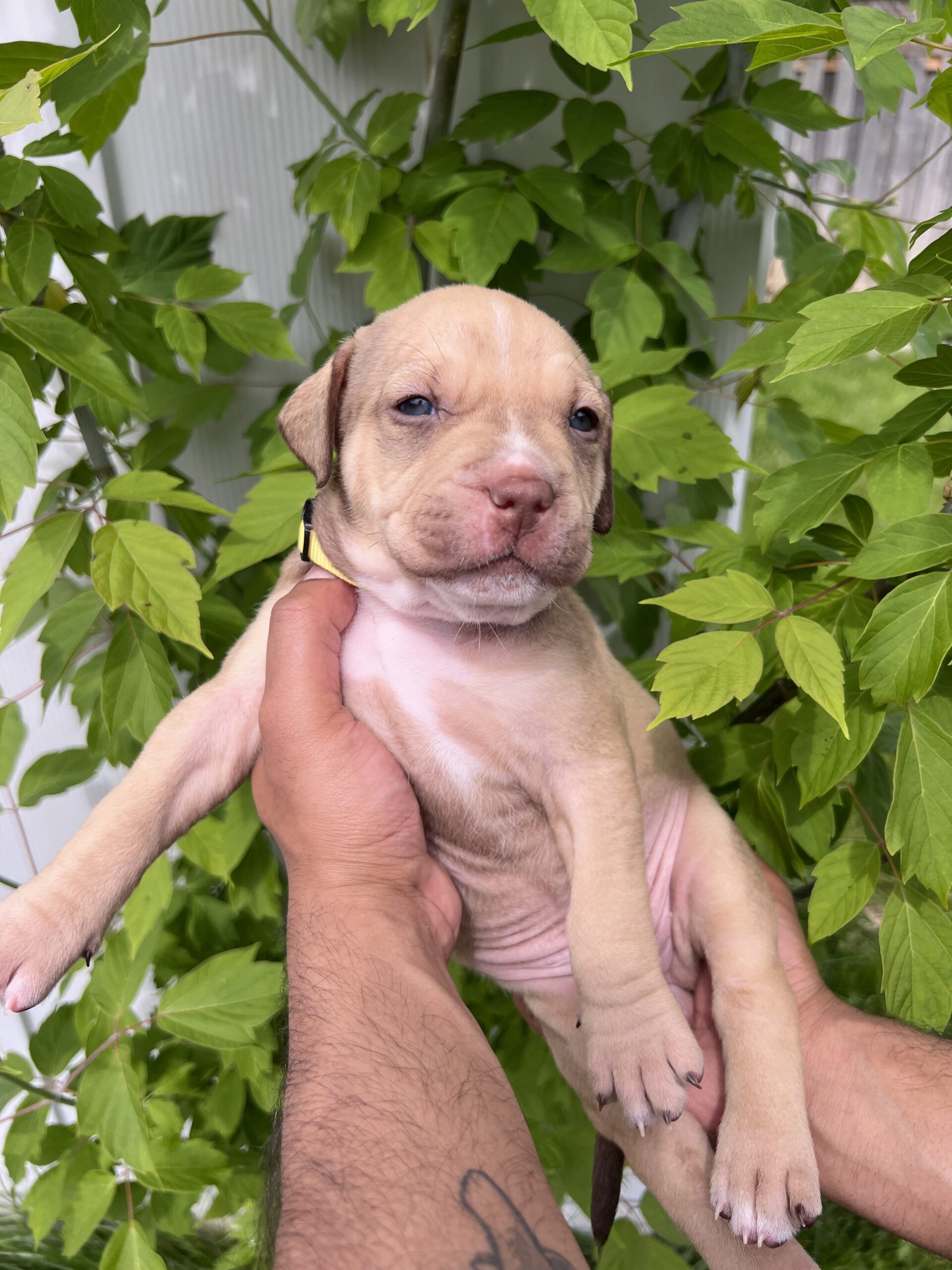 Puppies for sale