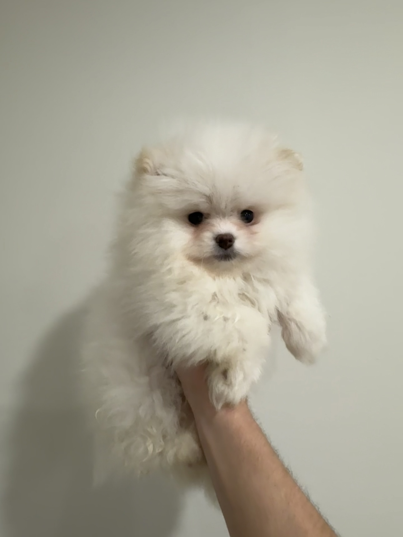 Pomeranian Puppy for sale