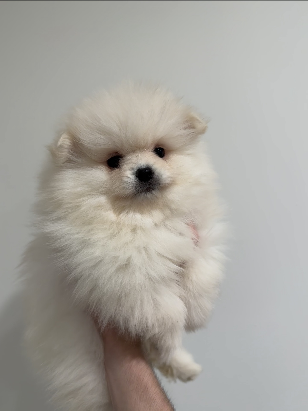 Pomeranian Puppy for sale