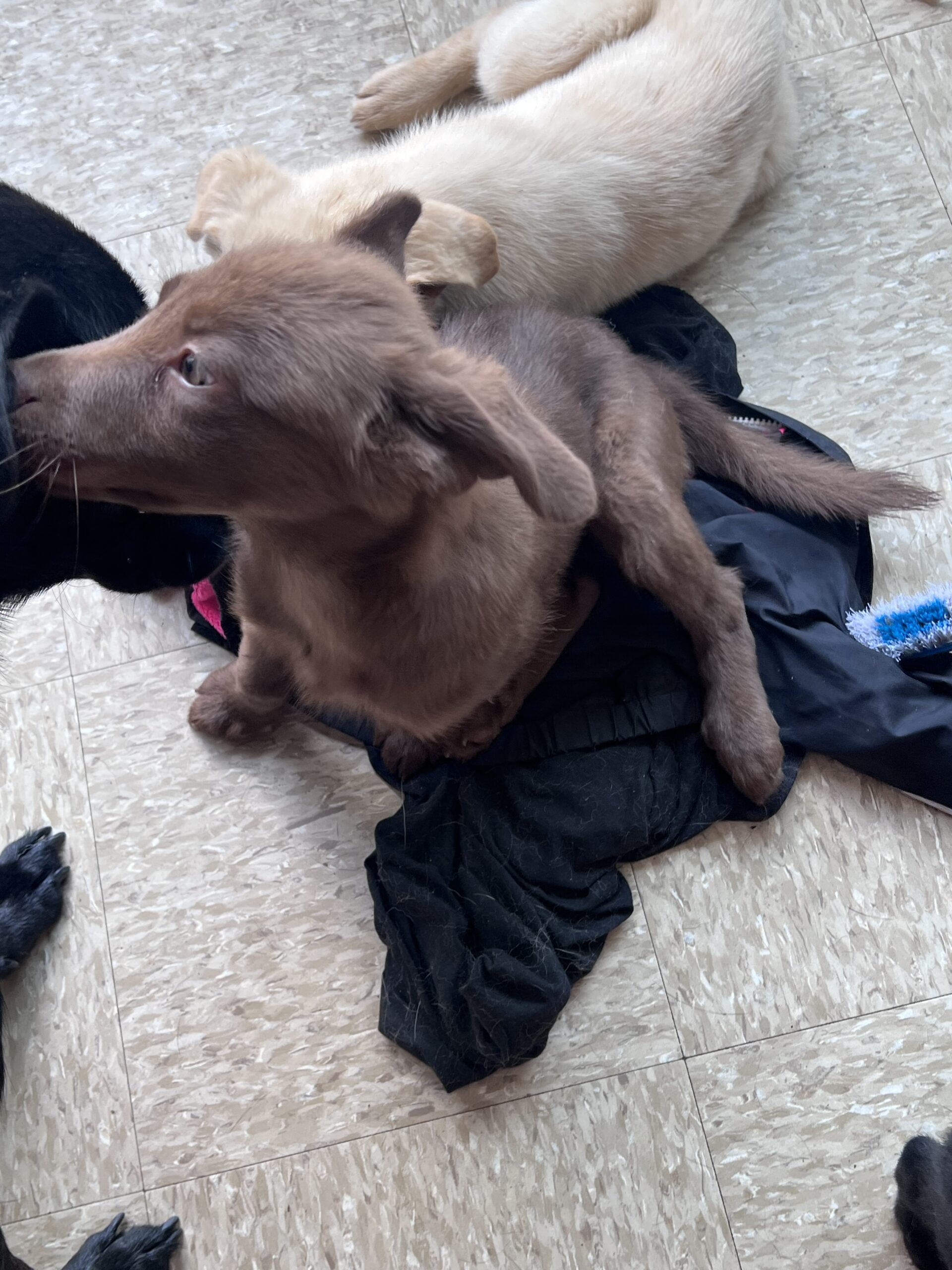 Puppies for sale
