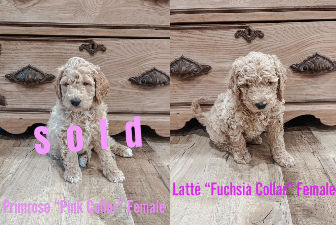 Puppies for sale