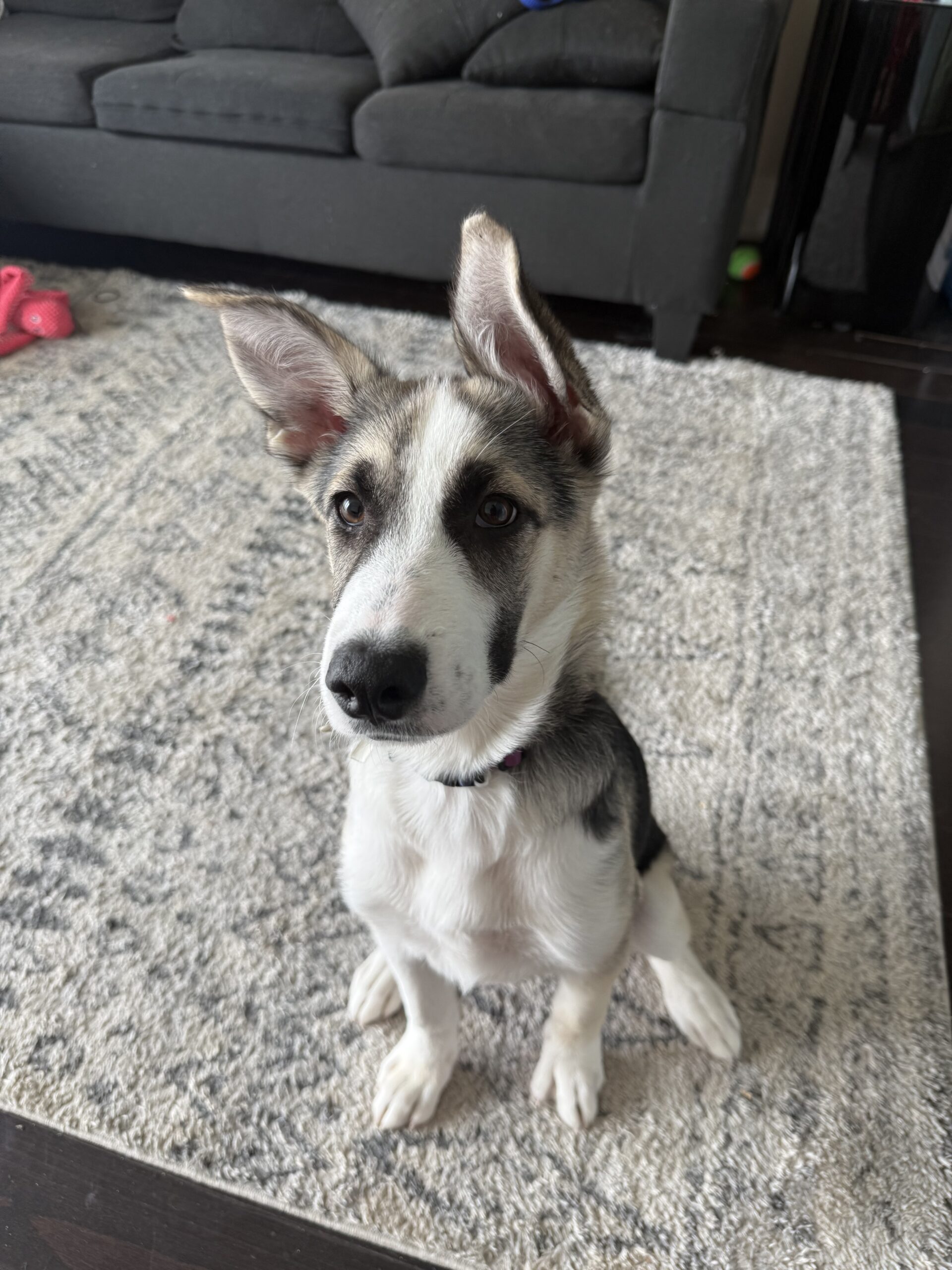Puppy