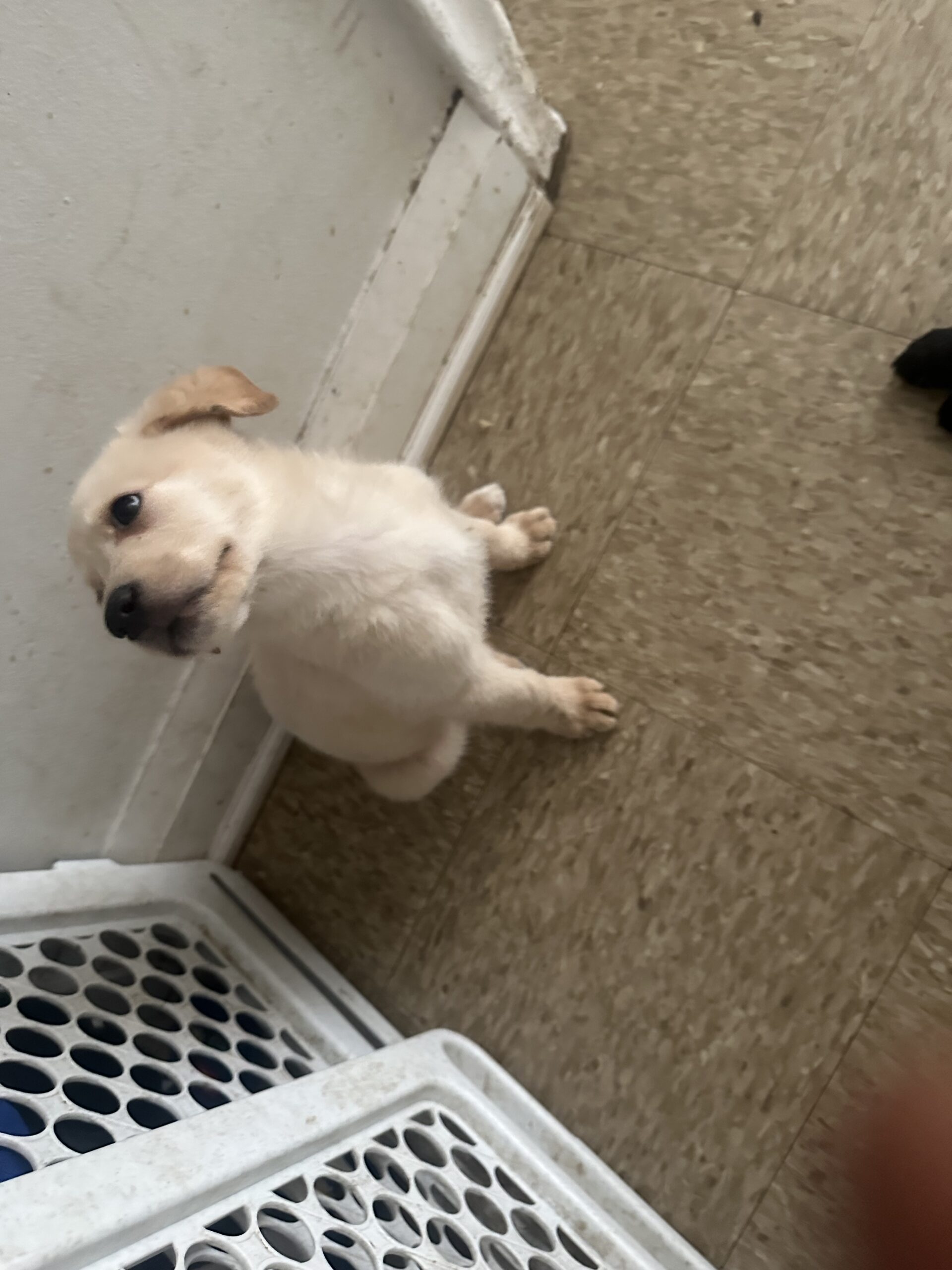 Puppies for sale