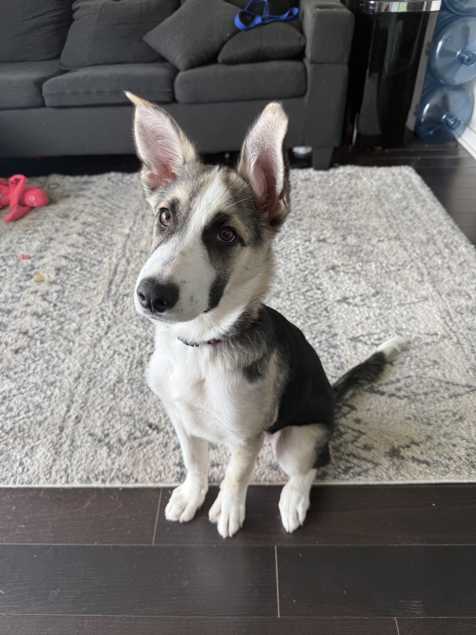 Puppy
