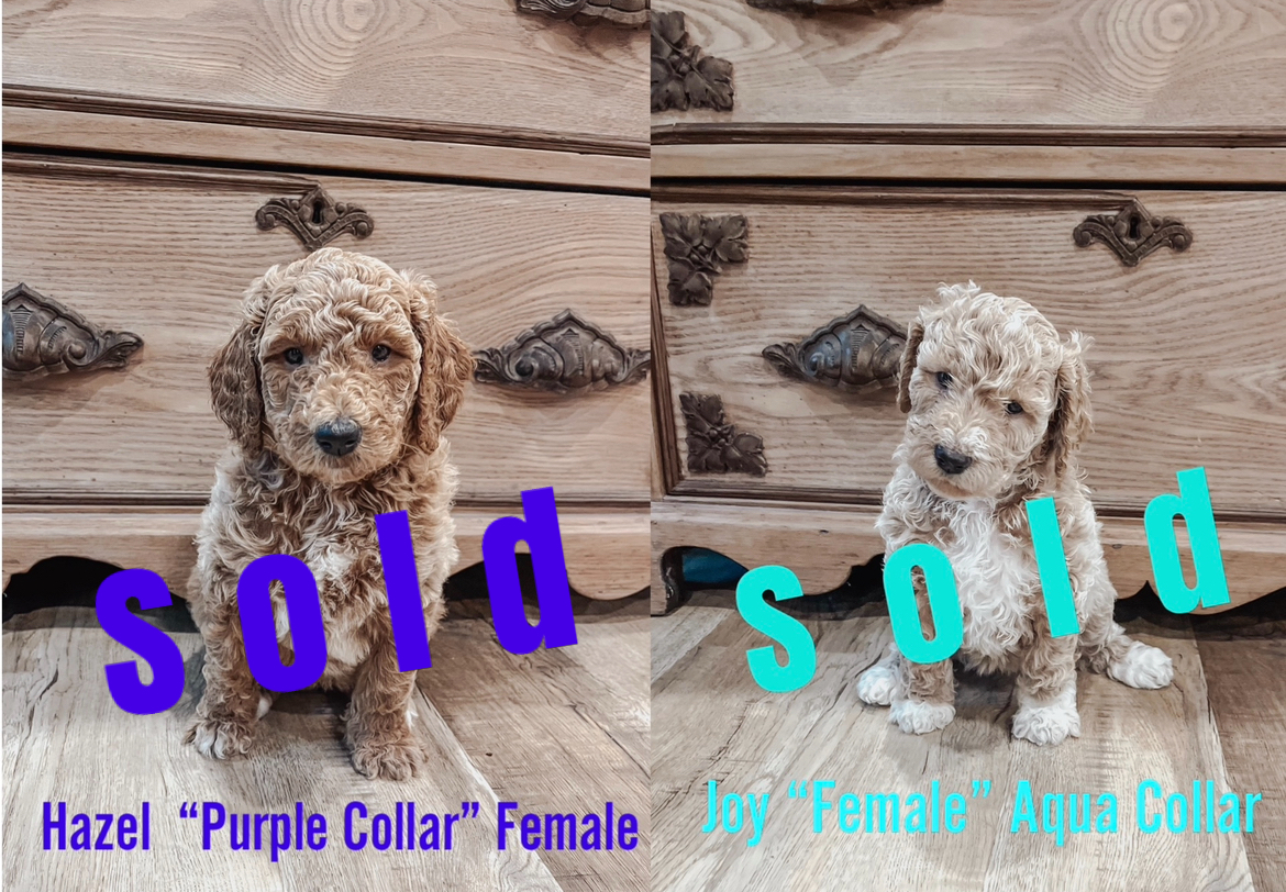 Puppies for sale