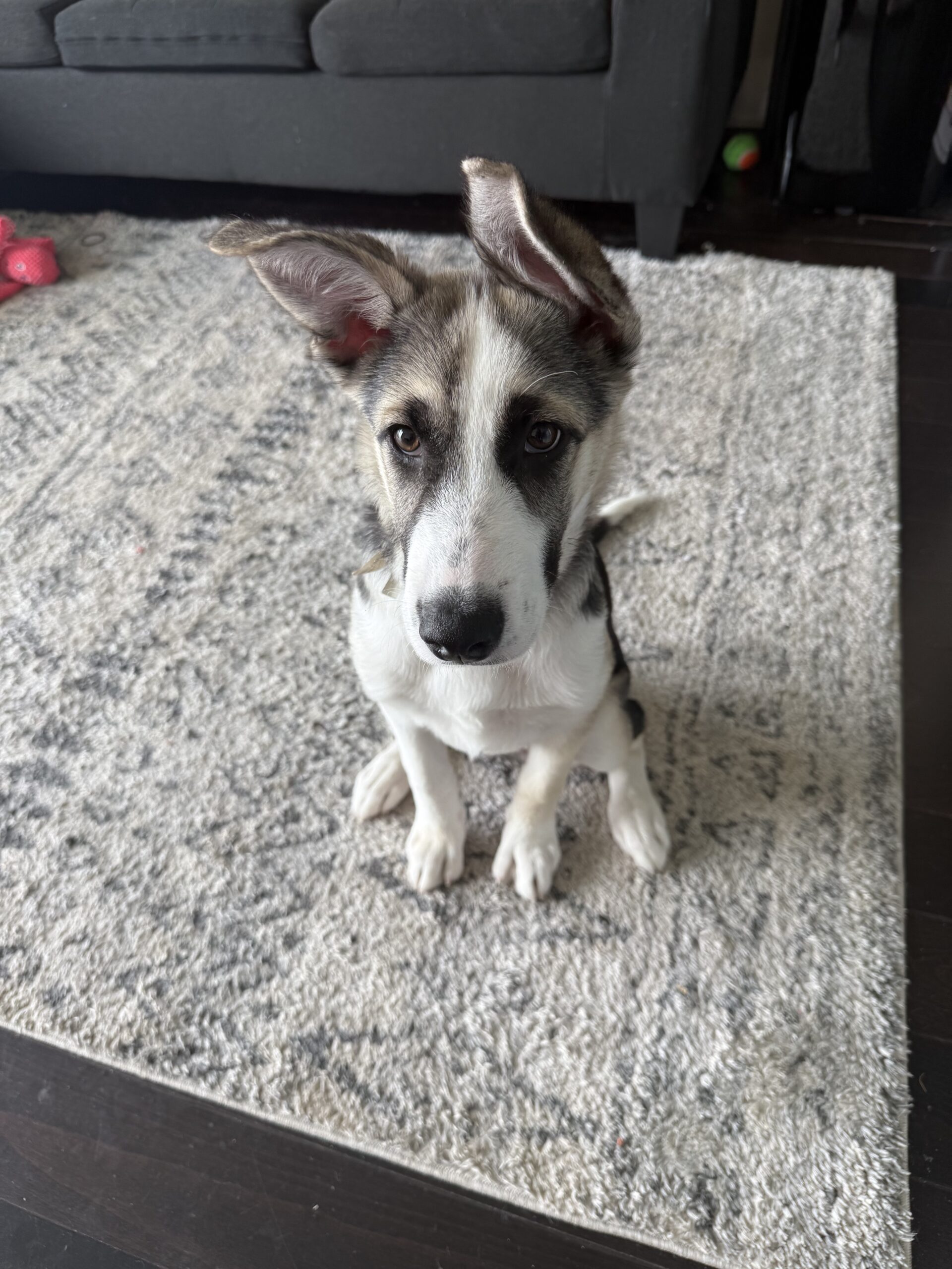Puppy