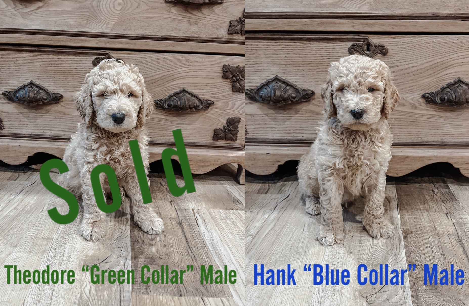 Puppies for sale