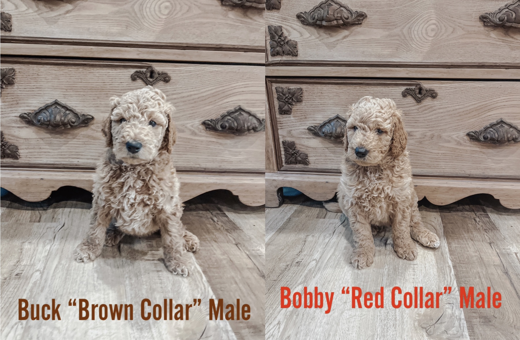 F2 Golden Doodle Puppies for sale