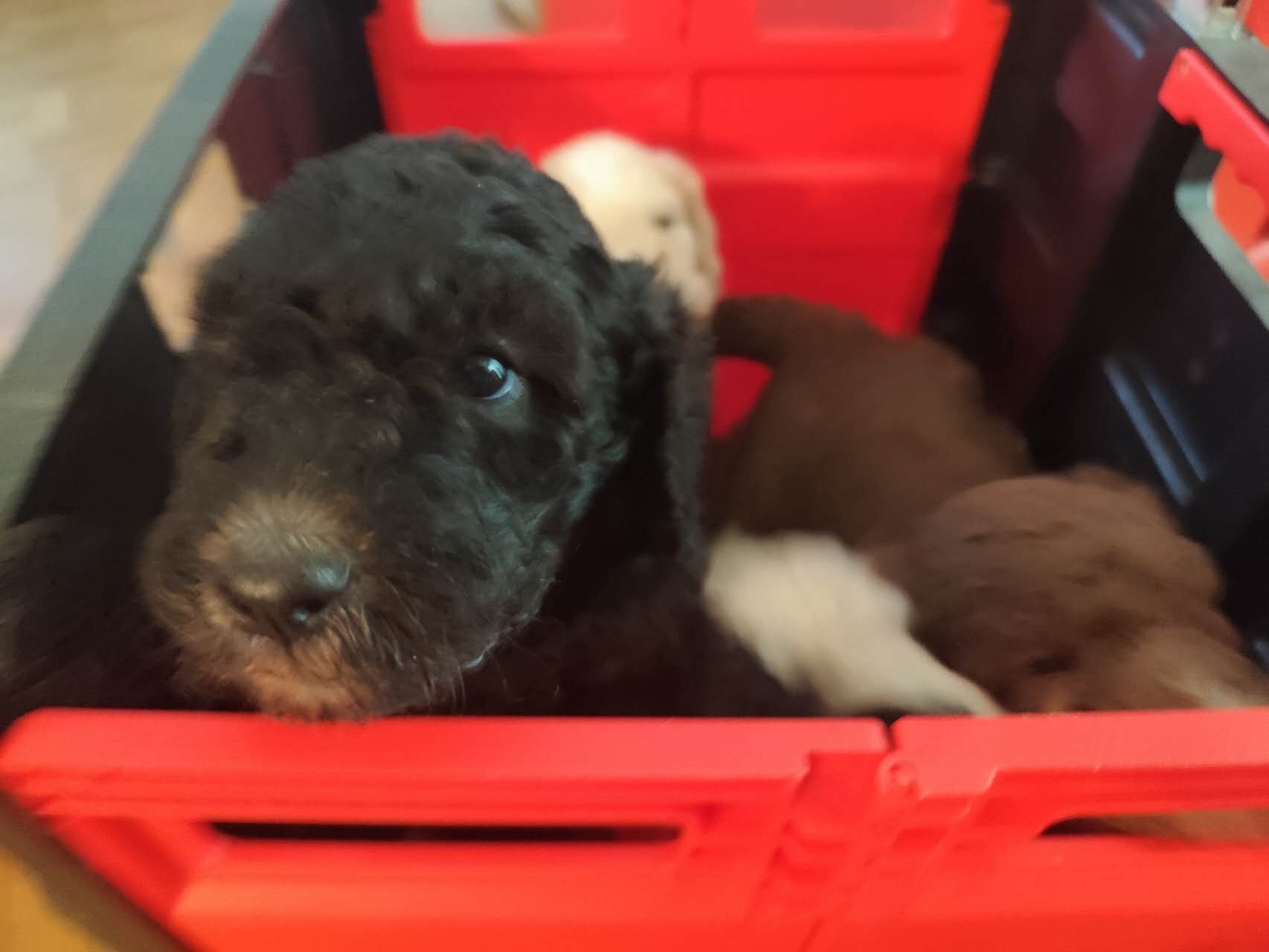 Puppies for sale