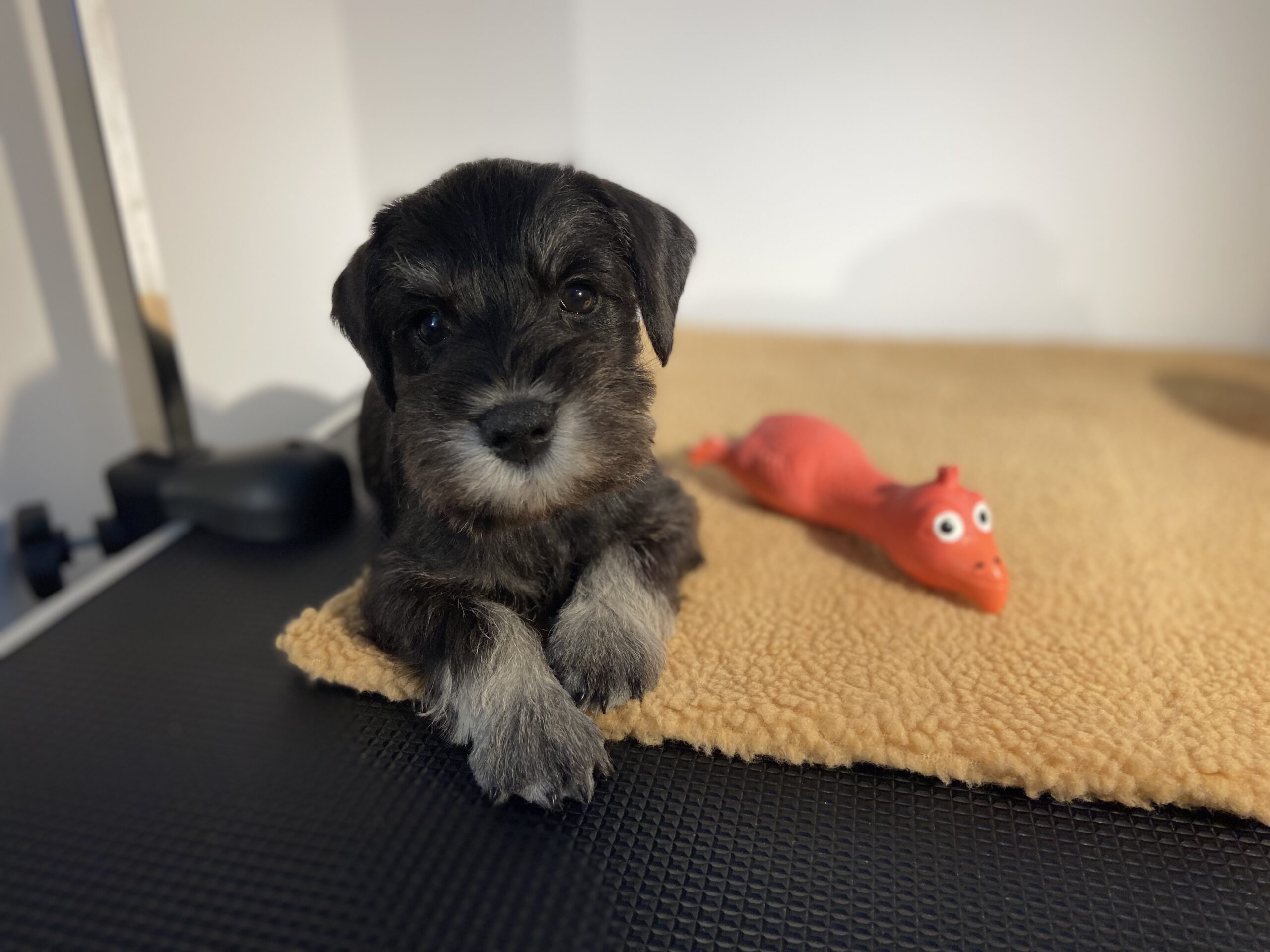 Puppies for sale